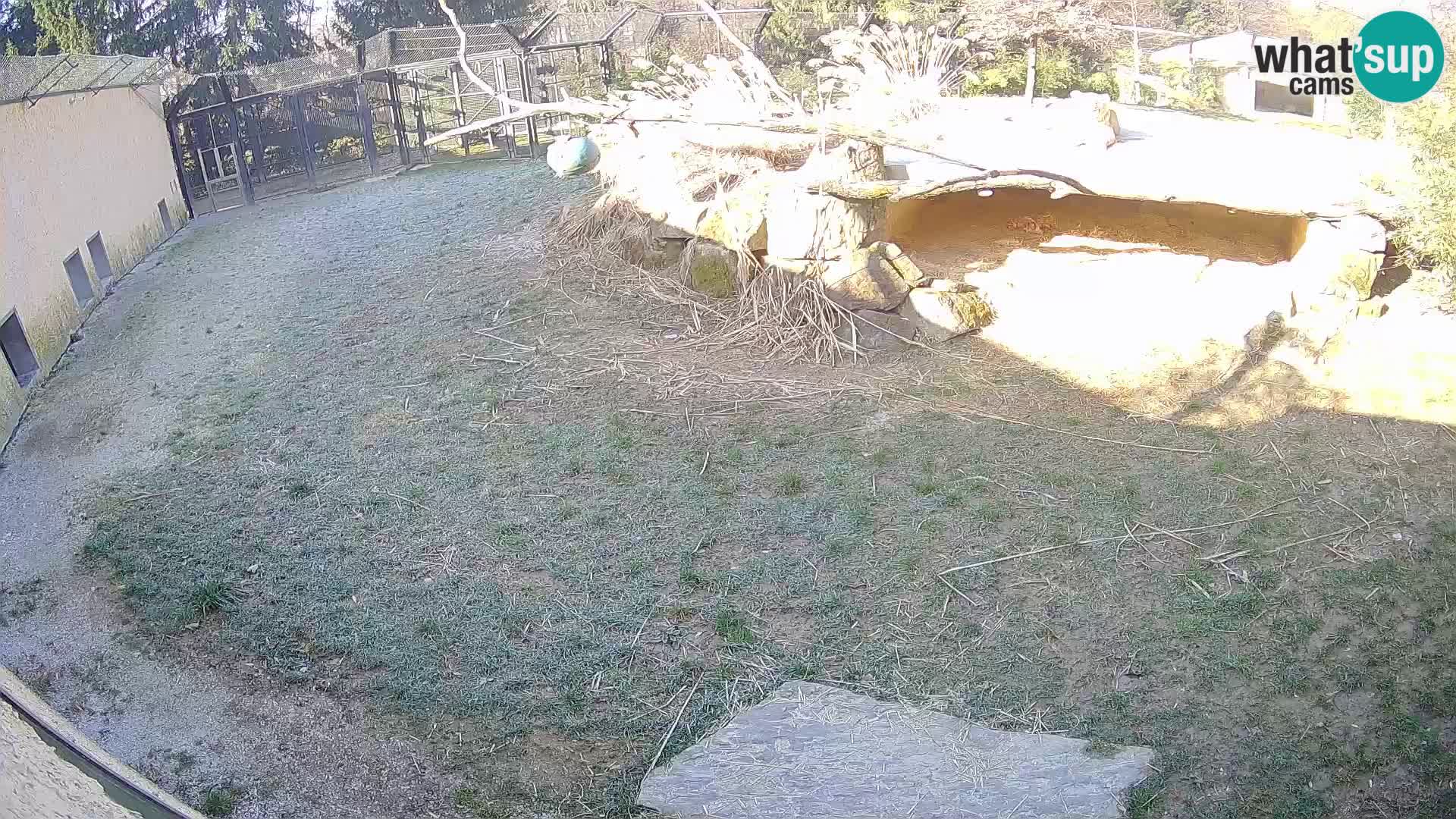 LION webcam en direct du zoo de Ljubljana – Slovénie