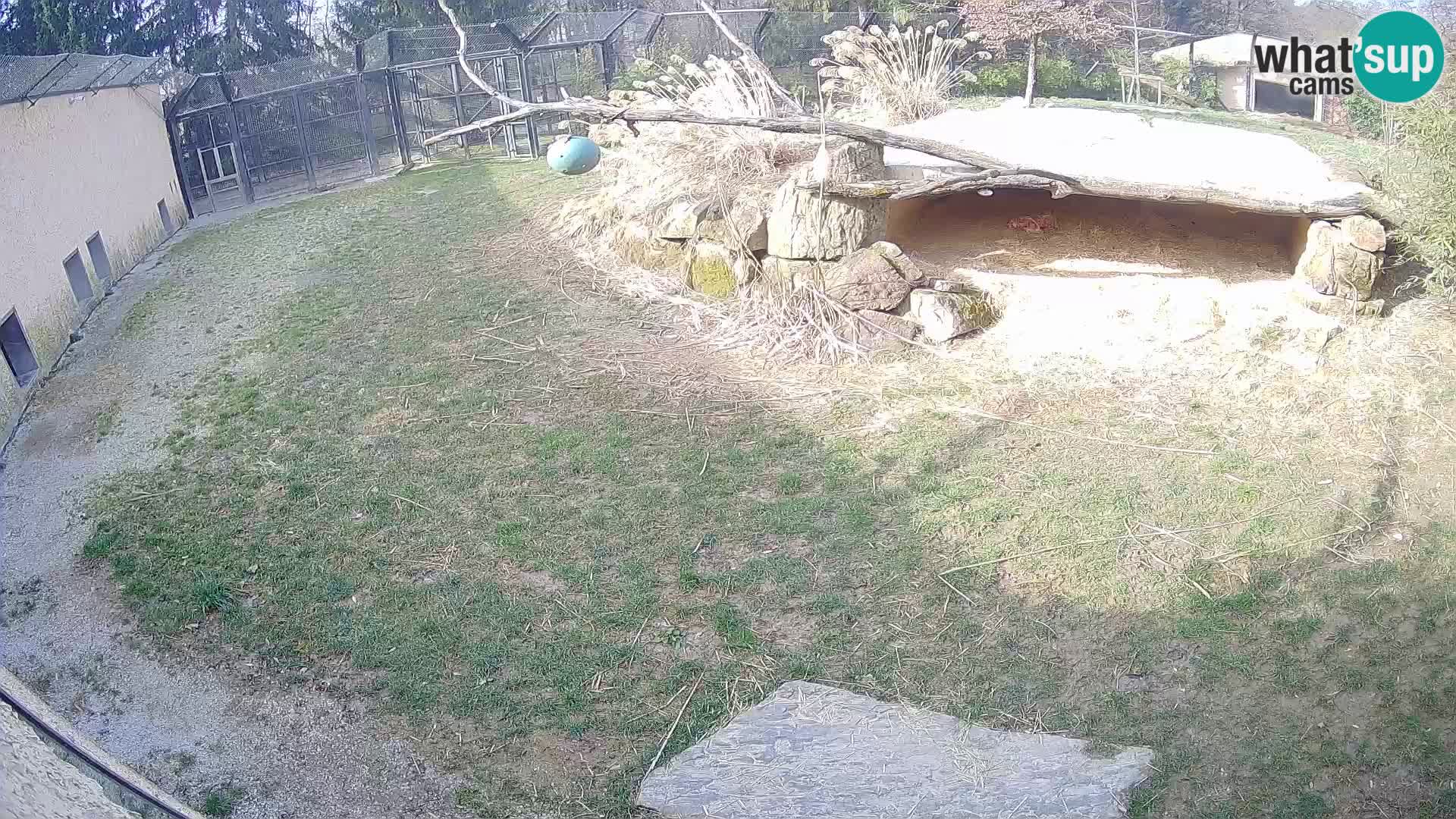 LEON Webcam en vivo en Ljubljana Zoo – Eslovenia