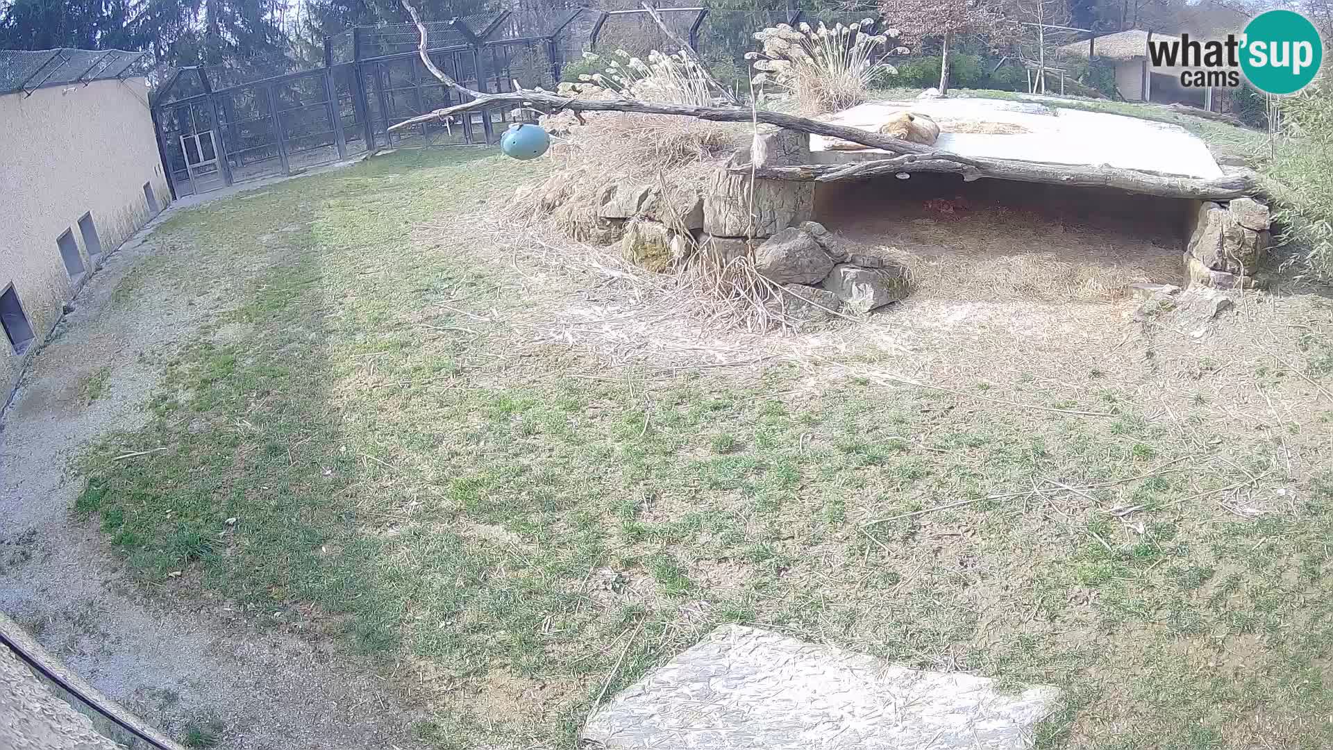 LEVI spletna kamera v živalskem vrtu Ljubljana Zoo