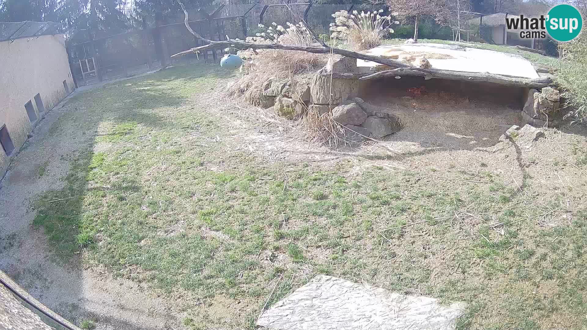 LION webcam en direct du zoo de Ljubljana – Slovénie