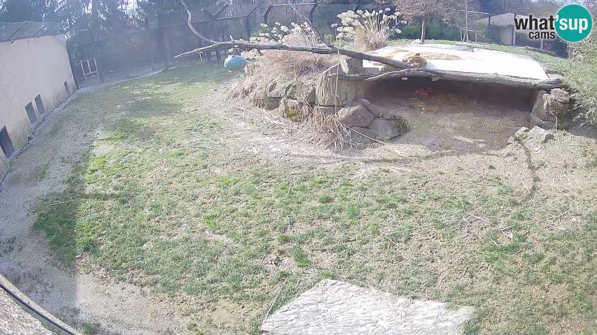 LEON Webcam en vivo en Ljubljana Zoo – Eslovenia