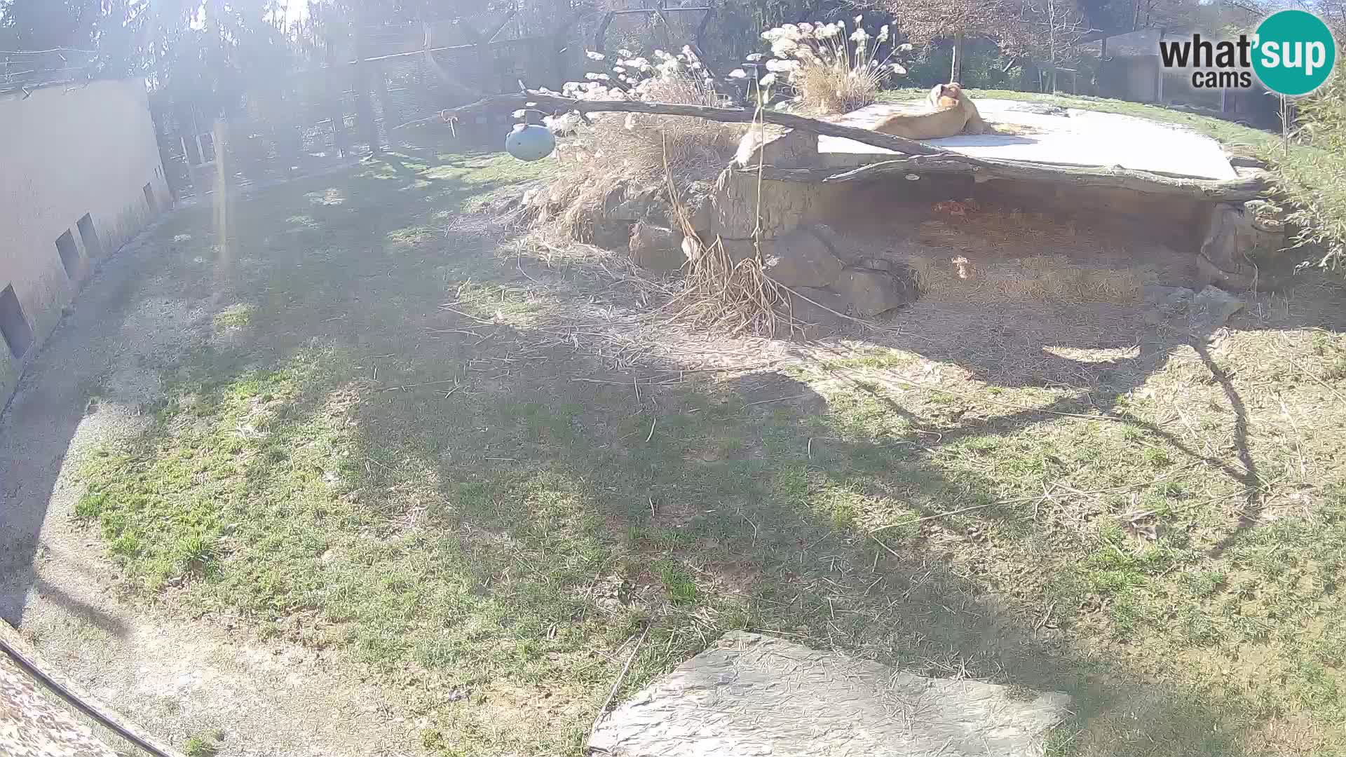 LION live Webcam in Ljubljana Zoo – Slovenia