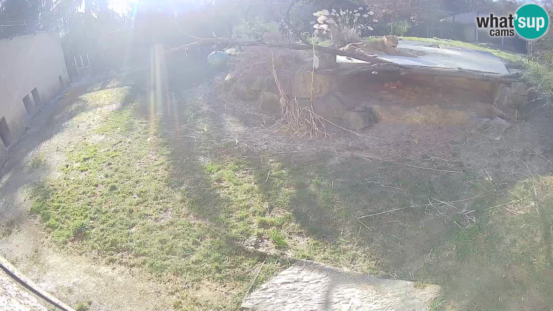 LION webcam en direct du zoo de Ljubljana – Slovénie