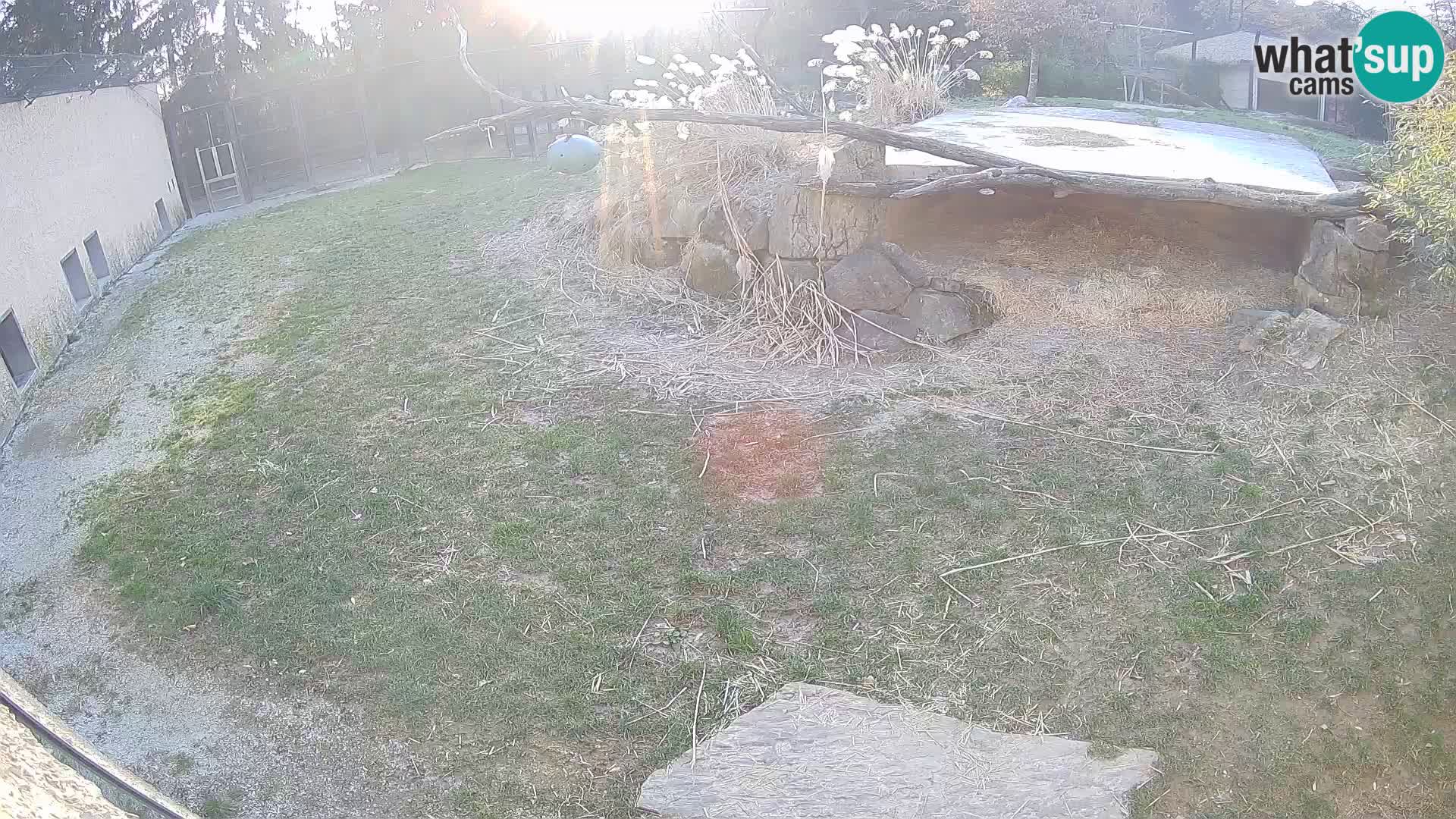 LION webcam en direct du zoo de Ljubljana – Slovénie