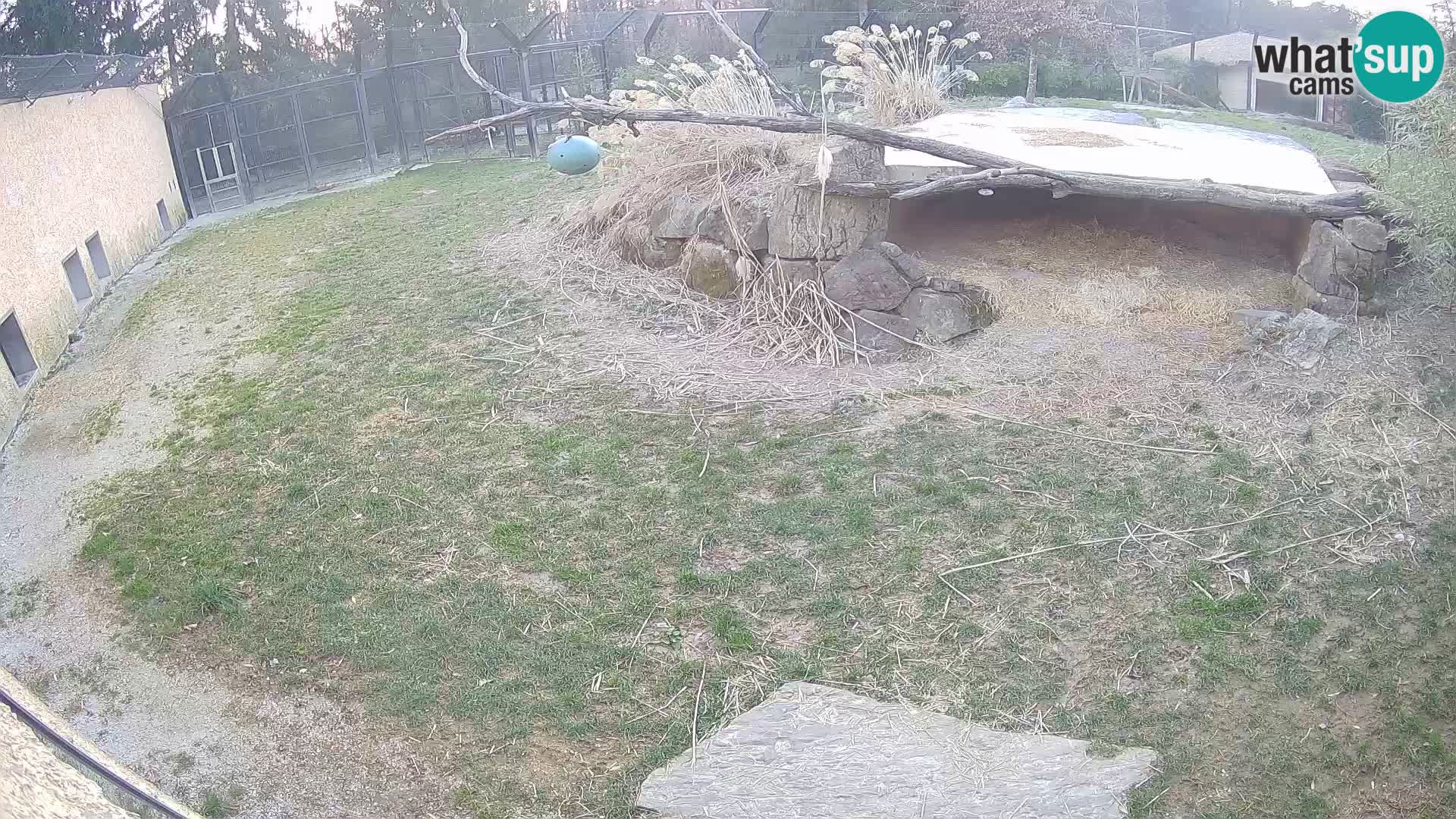 Löwe live Webcam im Zoo von Ljubljana – Slowenien