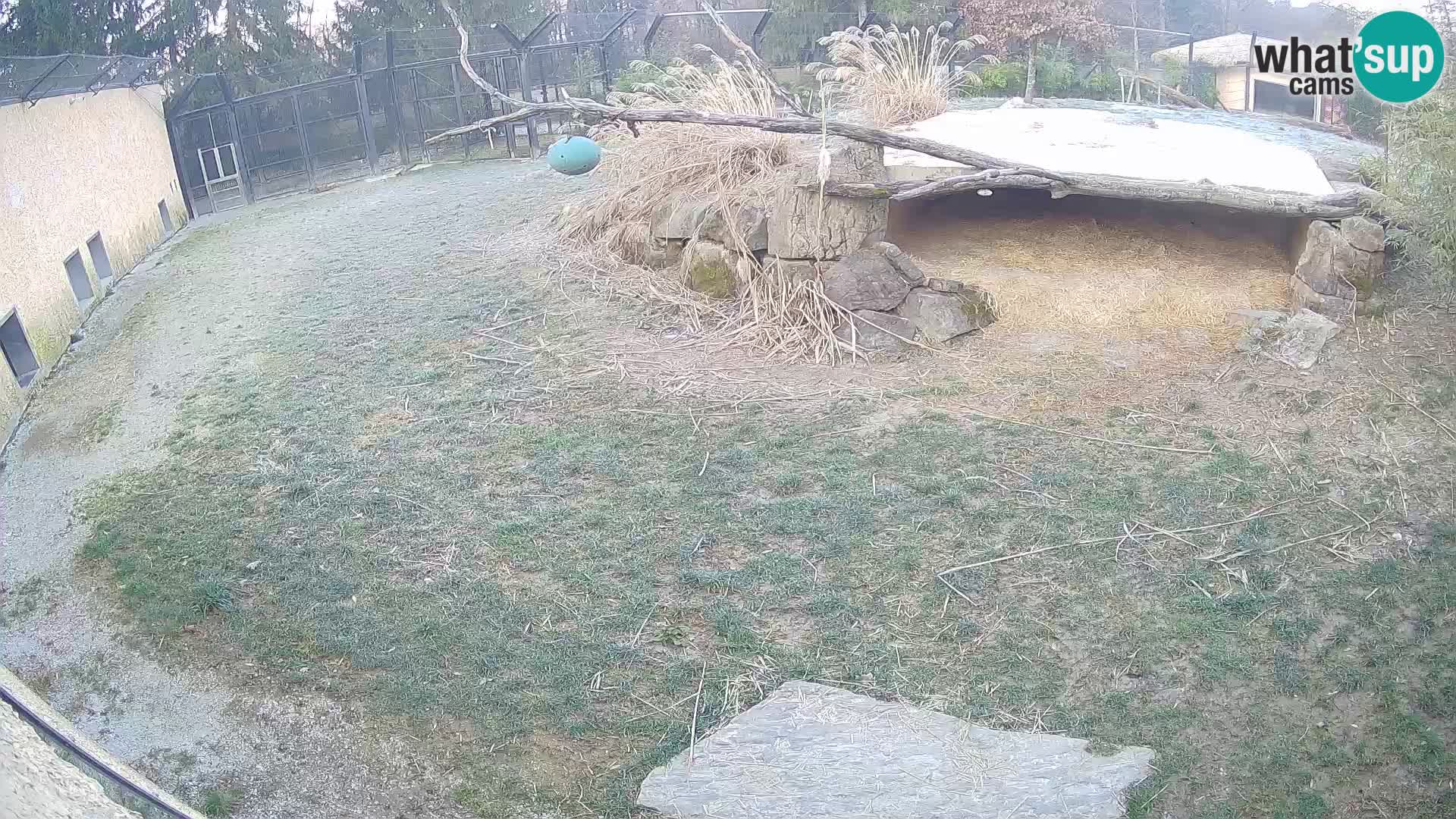 Löwe live Webcam im Zoo von Ljubljana – Slowenien