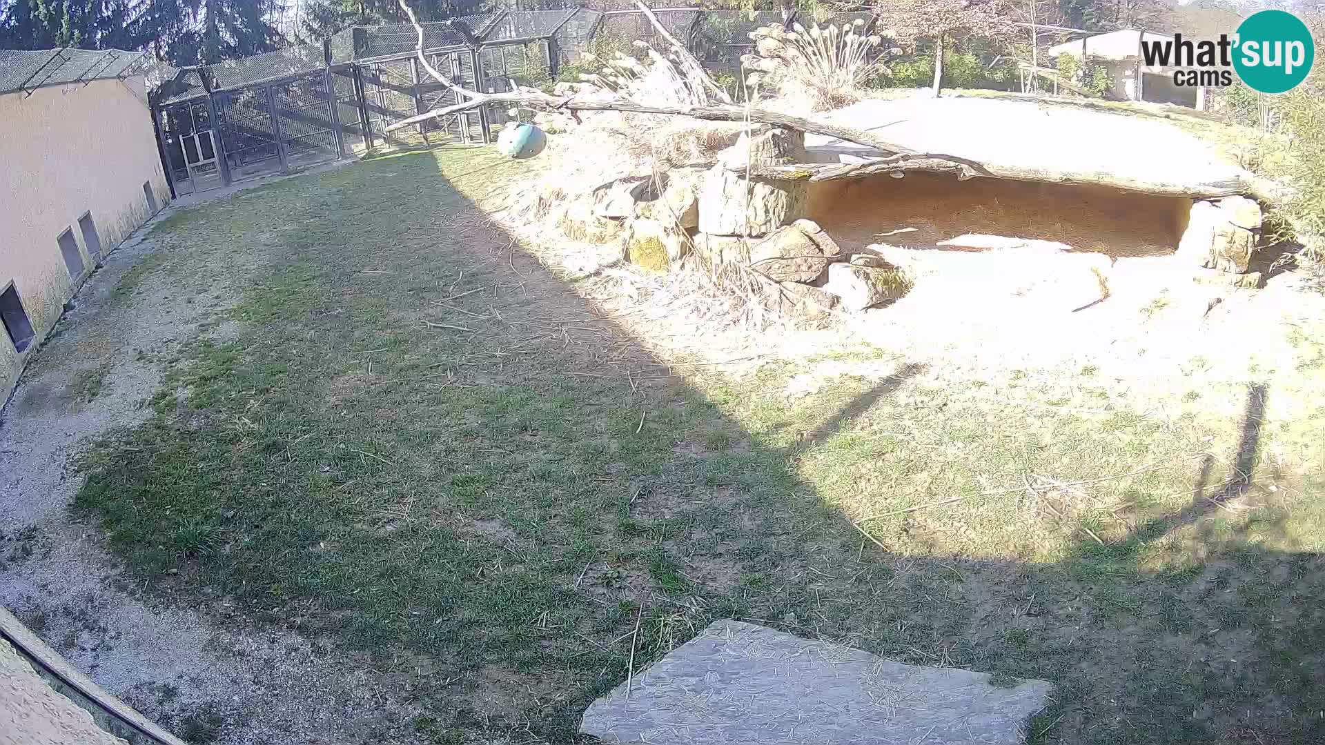 LEON Webcam en vivo en Ljubljana Zoo – Eslovenia