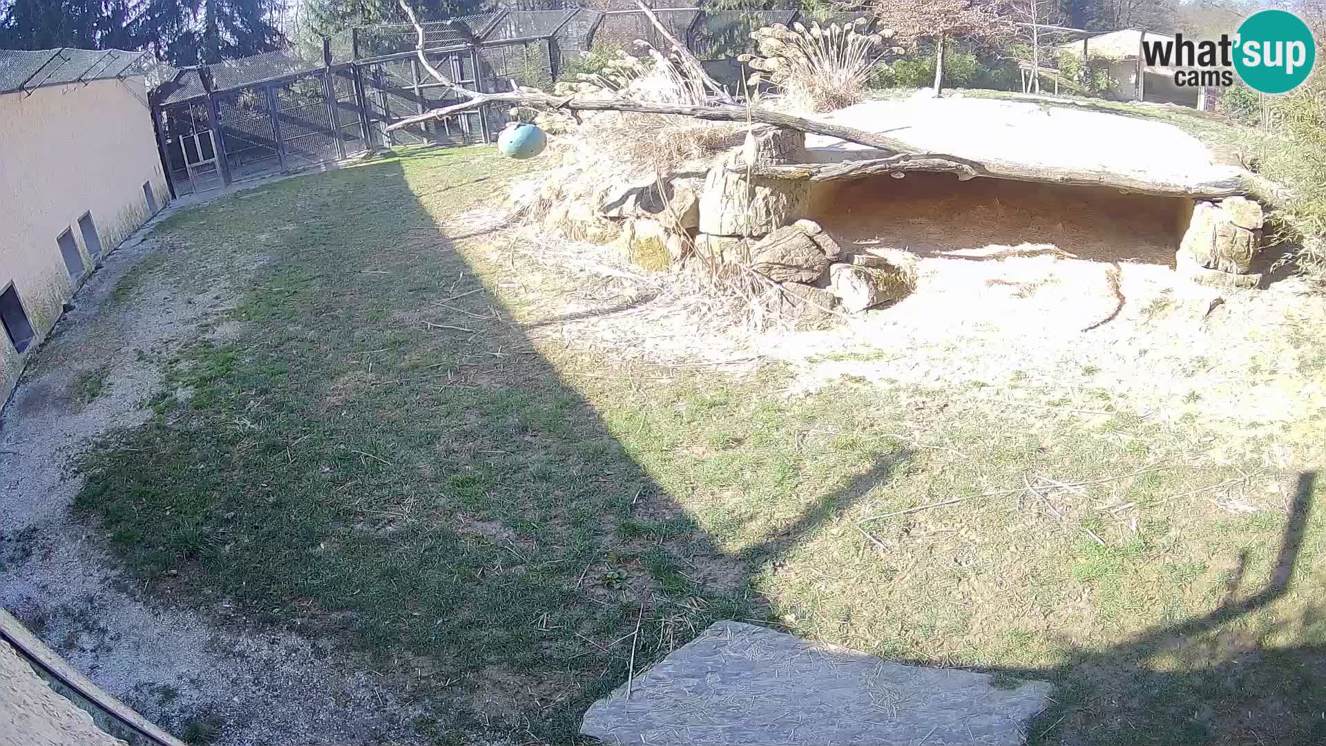 LION live Webcam in Ljubljana Zoo – Slovenia