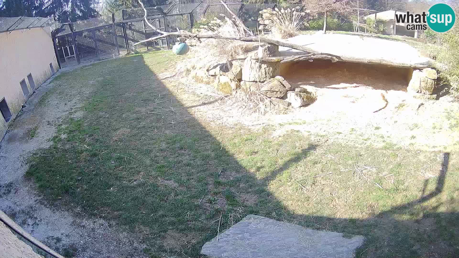 LION live Webcam in Ljubljana Zoo – Slovenia