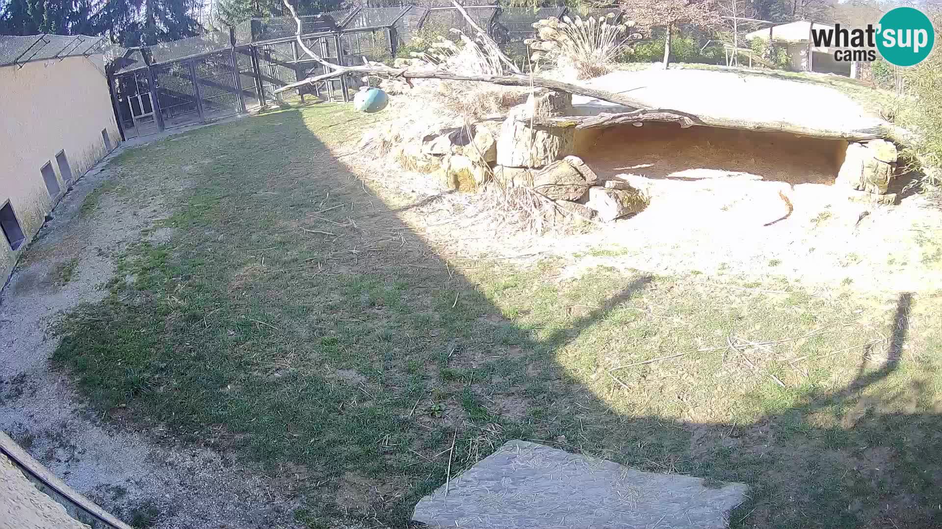 Löwe live Webcam im Zoo von Ljubljana – Slowenien