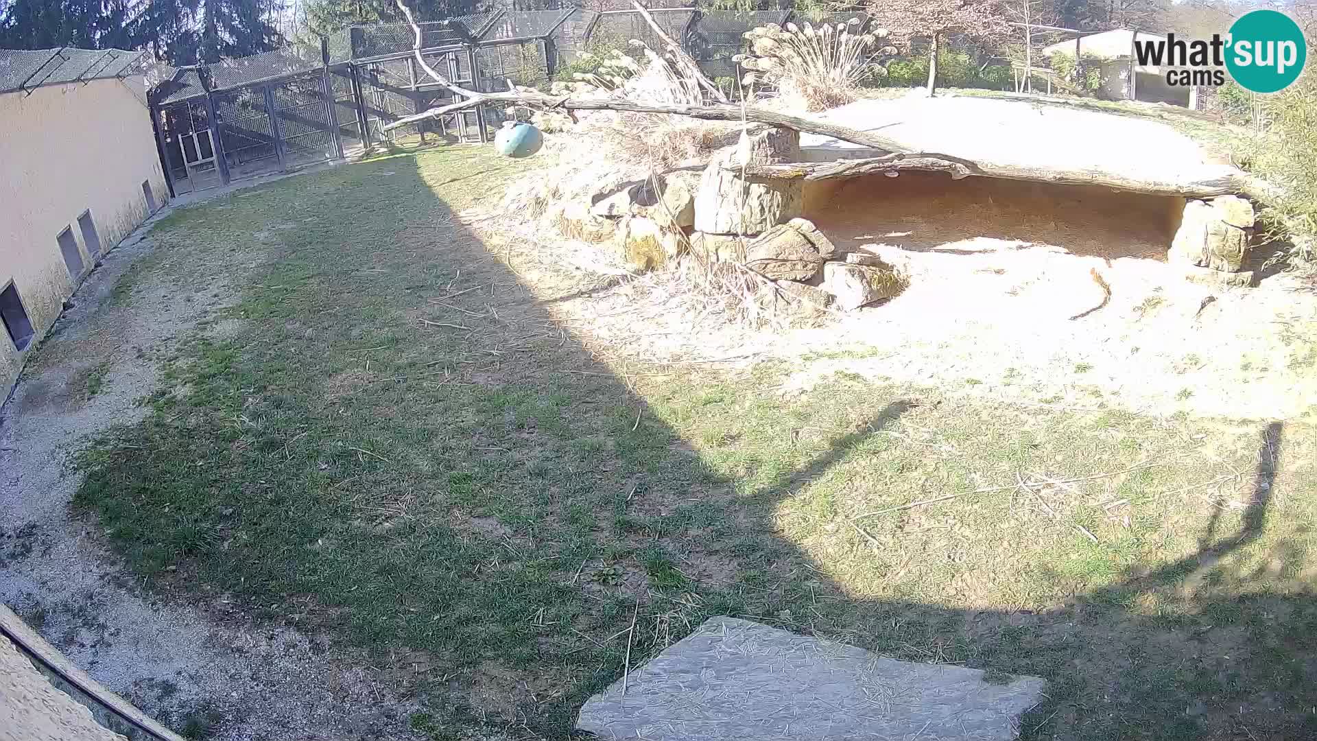 LION webcam en direct du zoo de Ljubljana – Slovénie