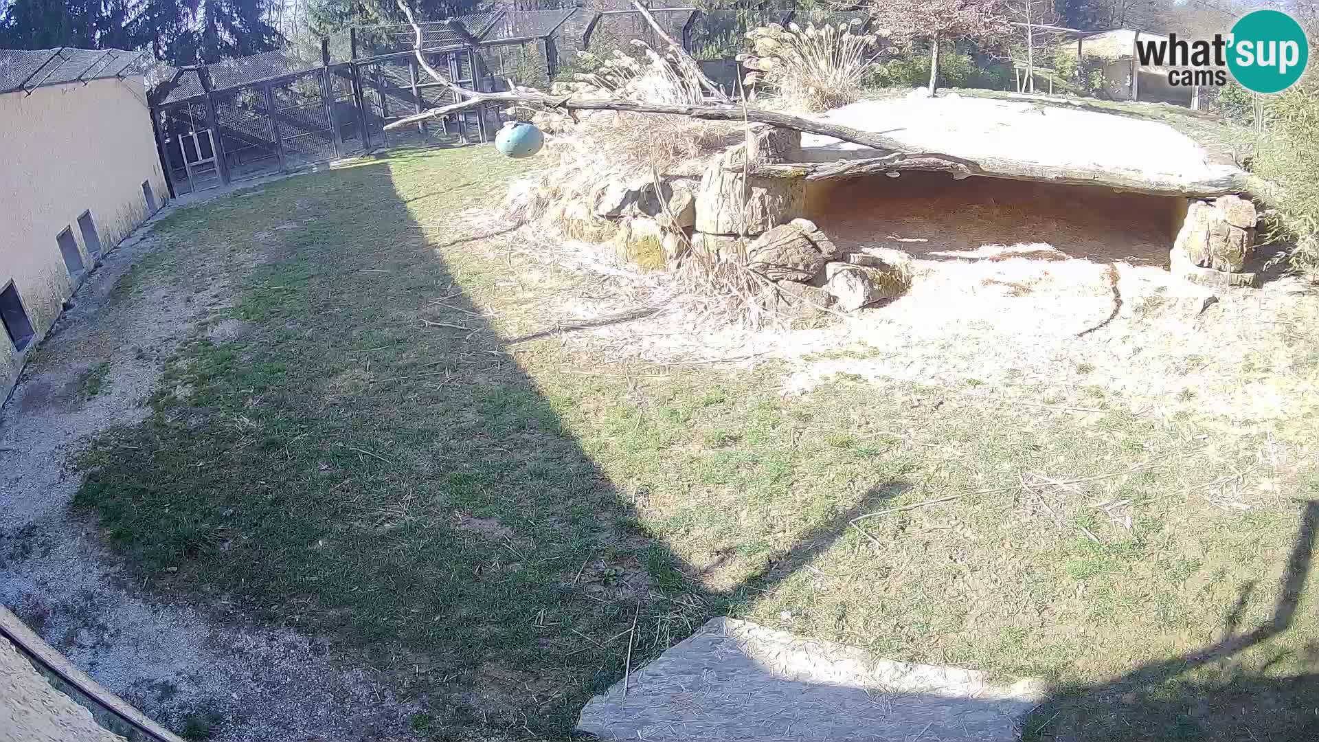 LEON Webcam en vivo en Ljubljana Zoo – Eslovenia