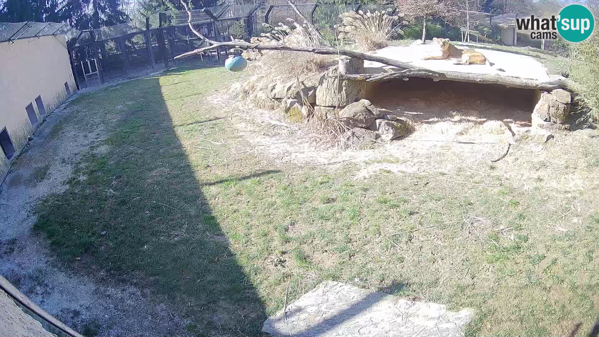 Löwe live Webcam im Zoo von Ljubljana – Slowenien