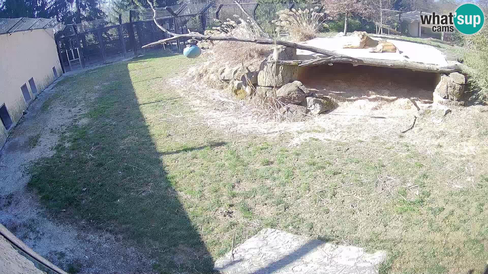 LEON Webcam en vivo en Ljubljana Zoo – Eslovenia