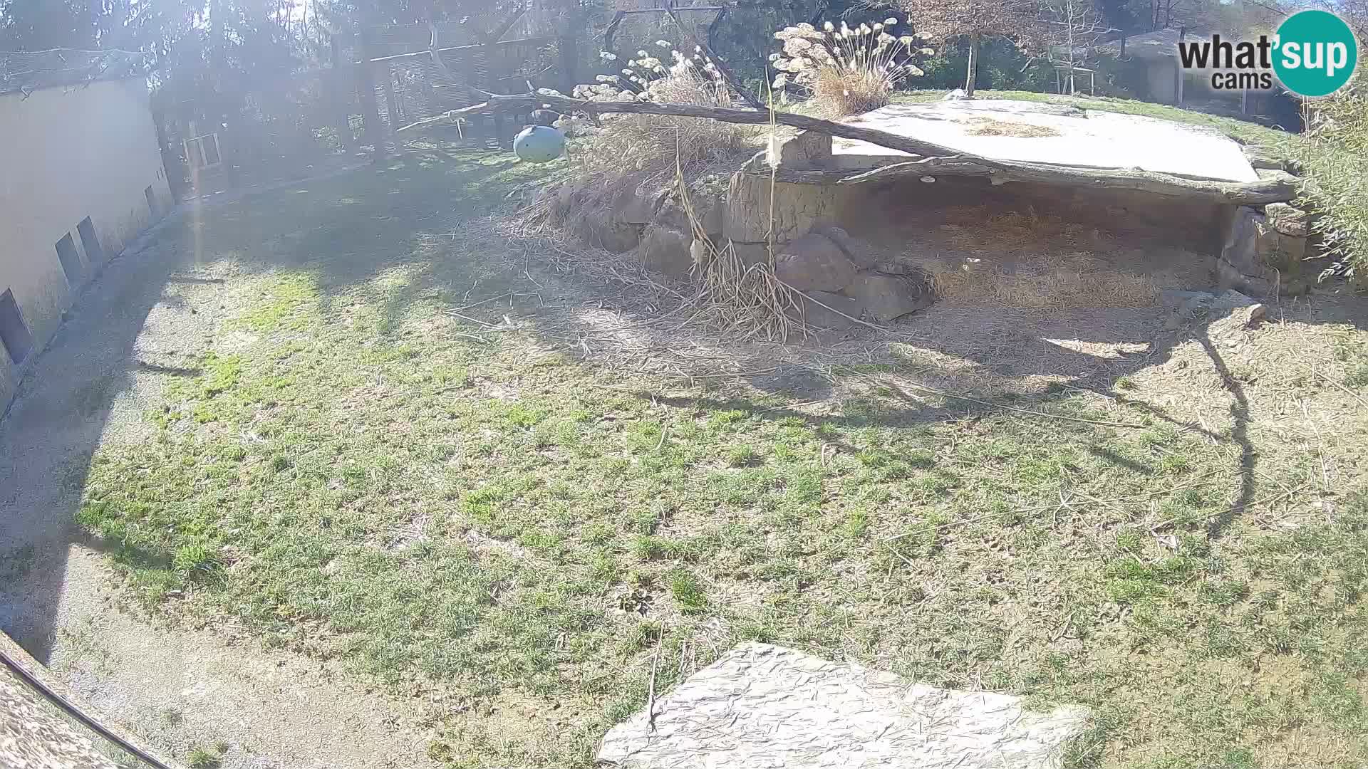 LION webcam en direct du zoo de Ljubljana – Slovénie