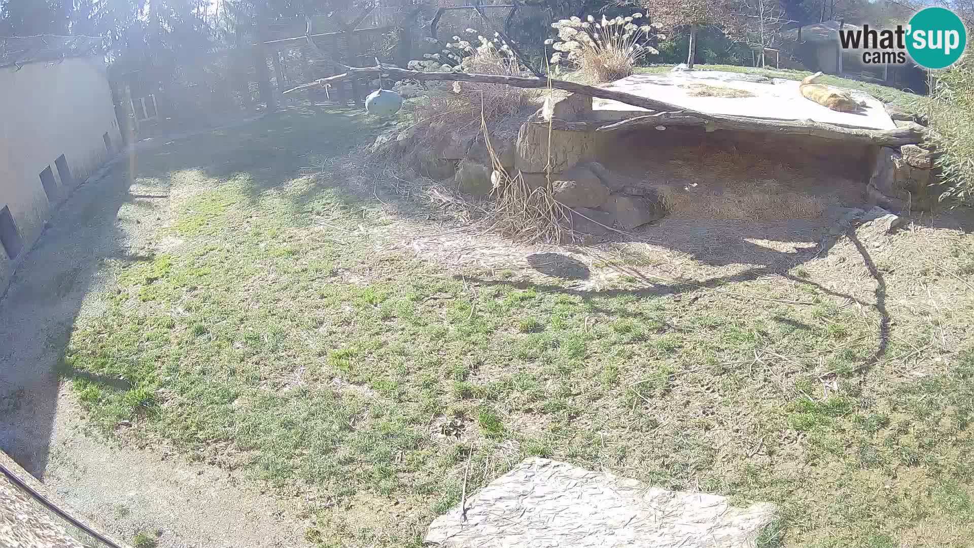 LION live Webcam in Ljubljana Zoo – Slovenia