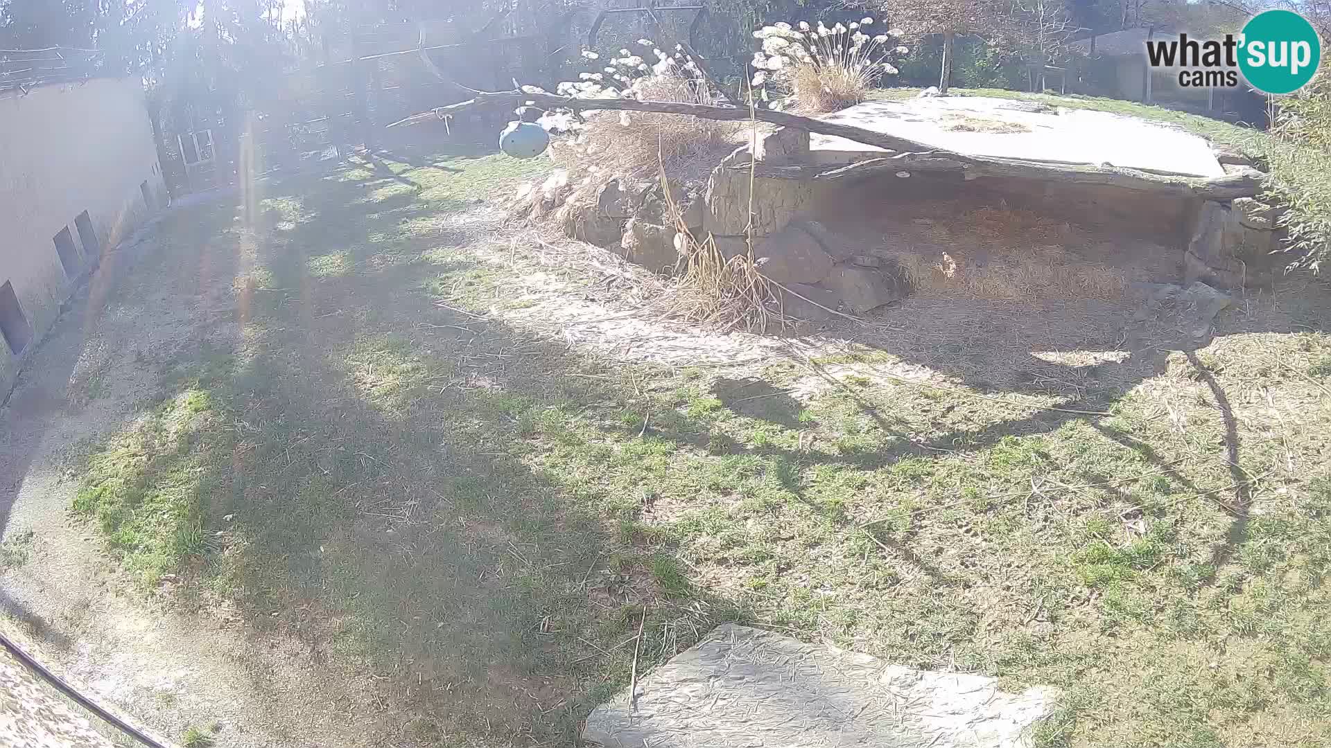 LION live Webcam in Ljubljana Zoo – Slovenia