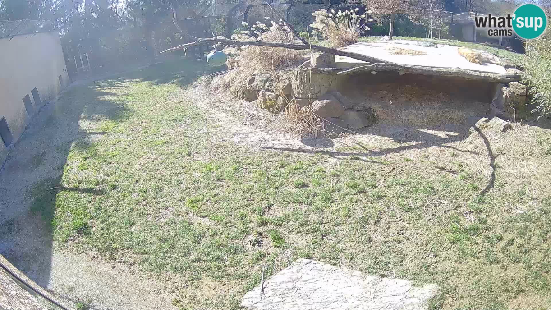 Löwe live Webcam im Zoo von Ljubljana – Slowenien