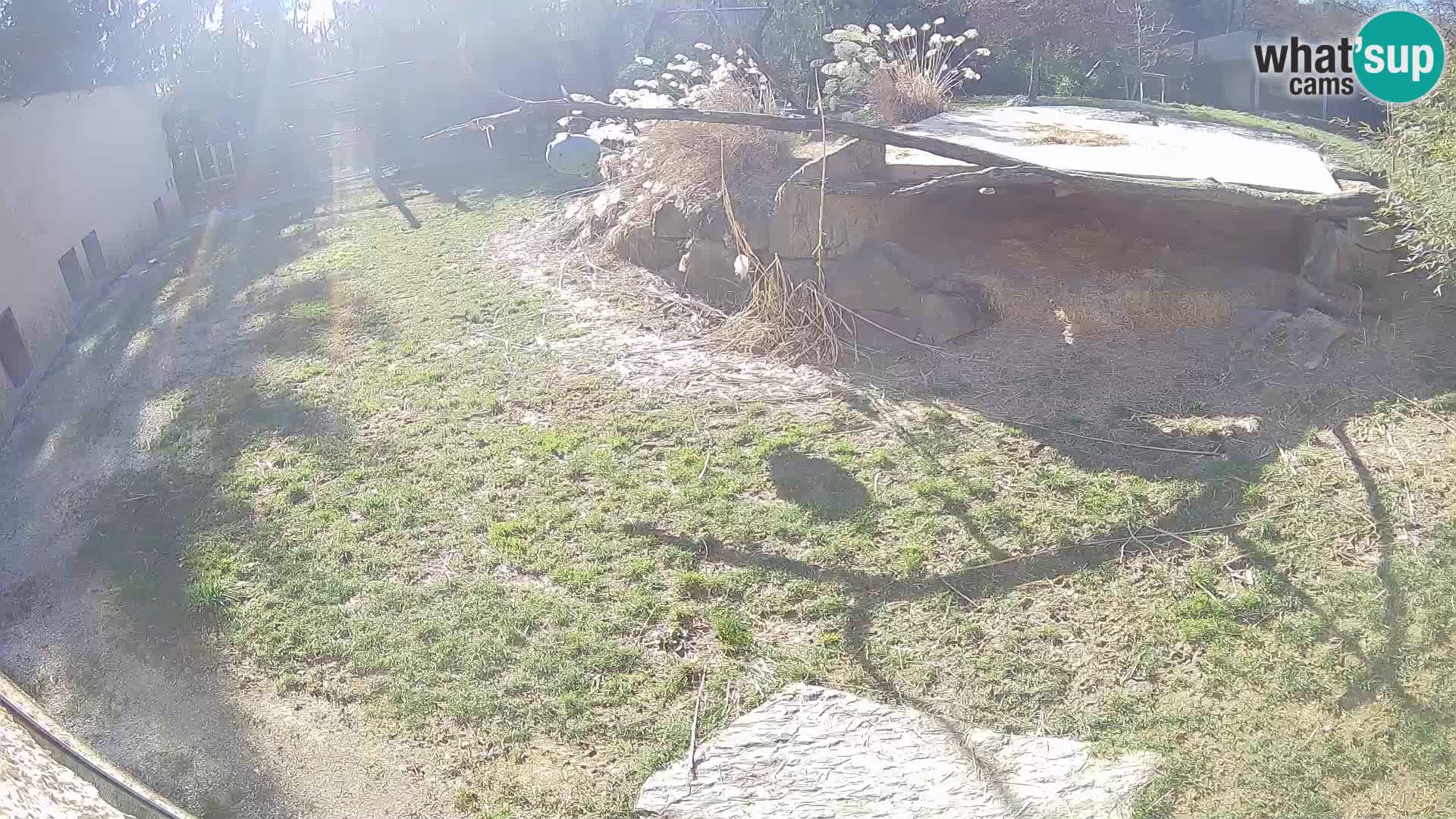 LION live Webcam in Ljubljana Zoo – Slovenia