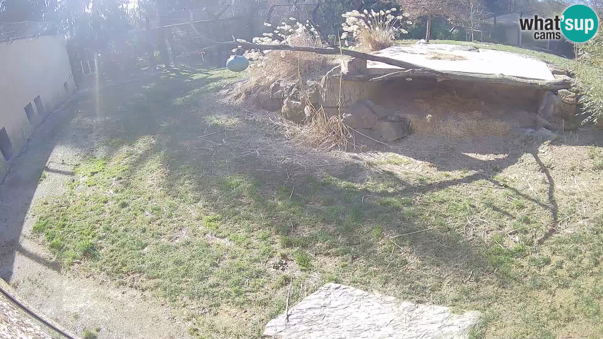 Löwe live Webcam im Zoo von Ljubljana – Slowenien