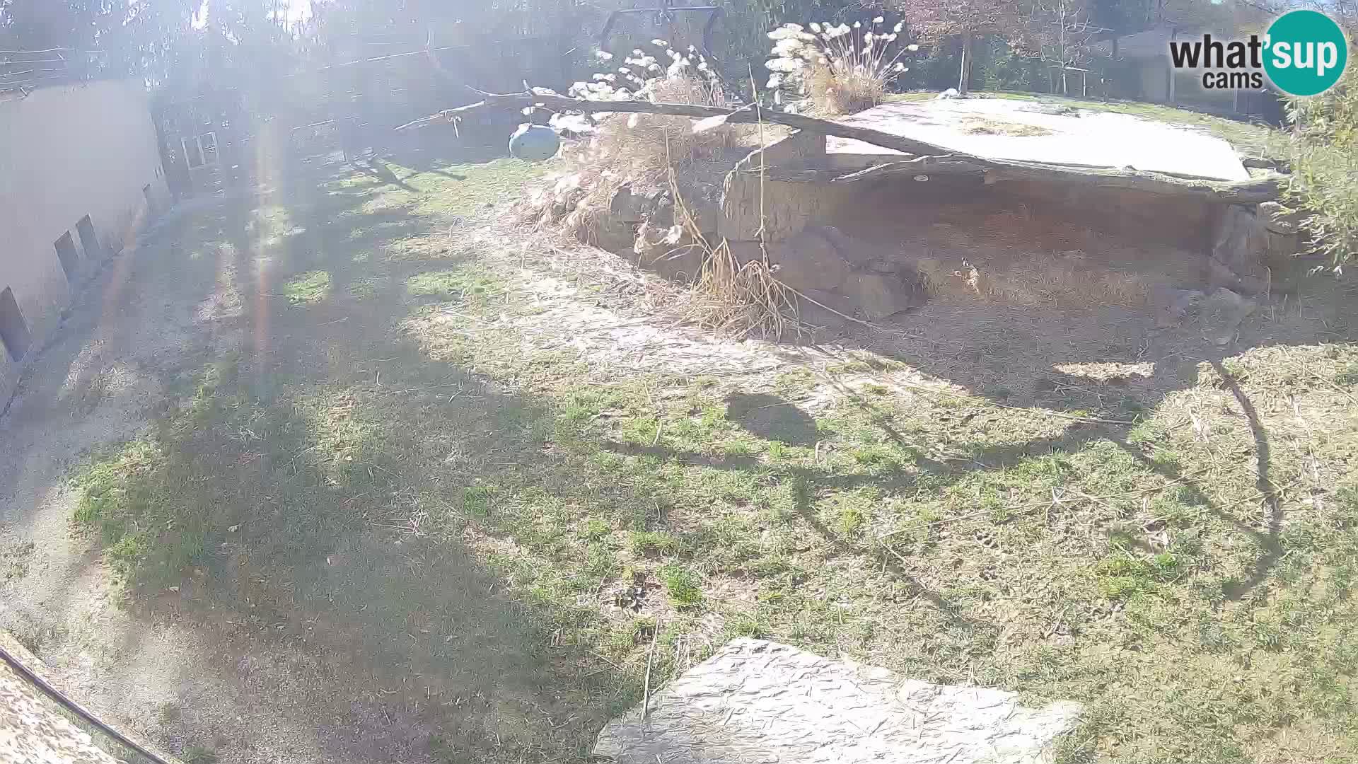 LEON Webcam en vivo en Ljubljana Zoo – Eslovenia