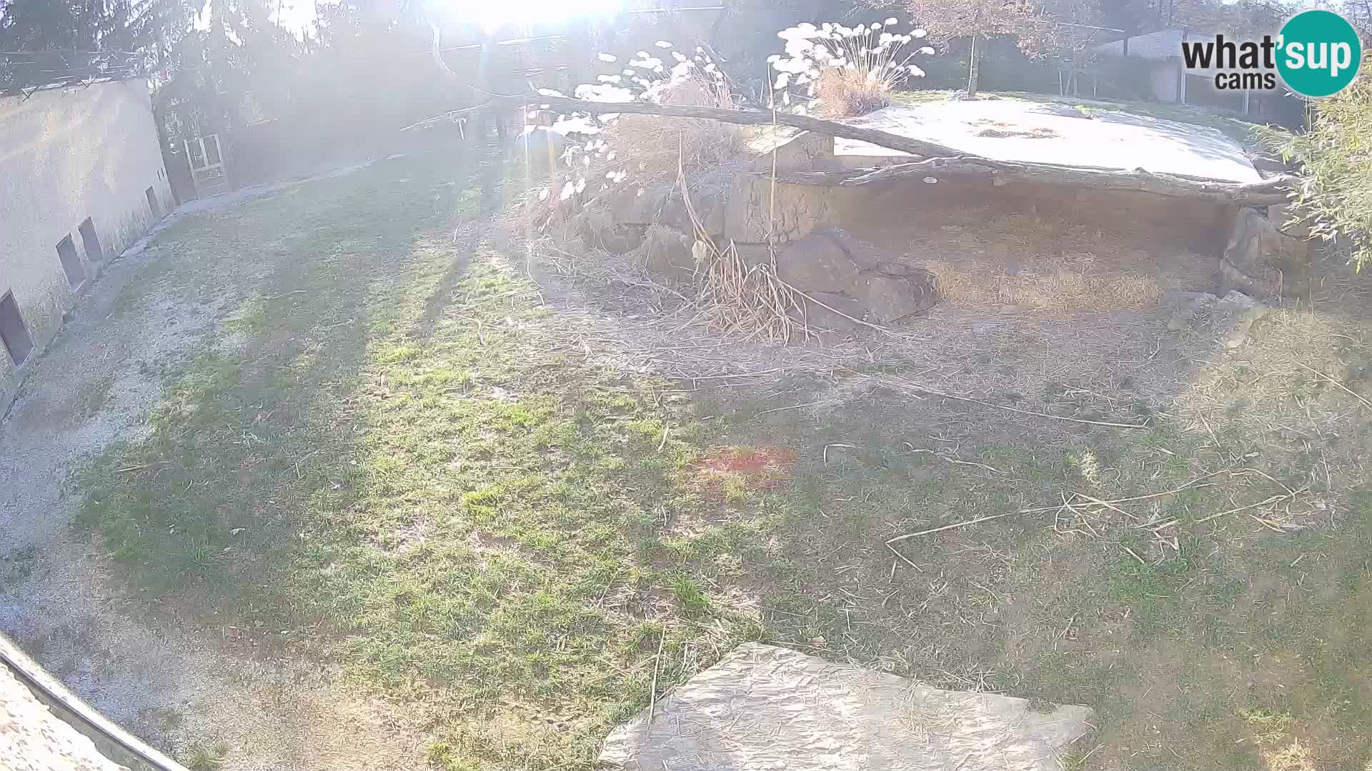 LION live Webcam in Ljubljana Zoo – Slovenia