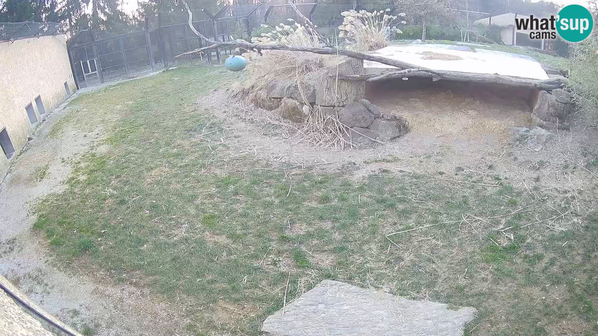 LION live Webcam in Ljubljana Zoo – Slovenia