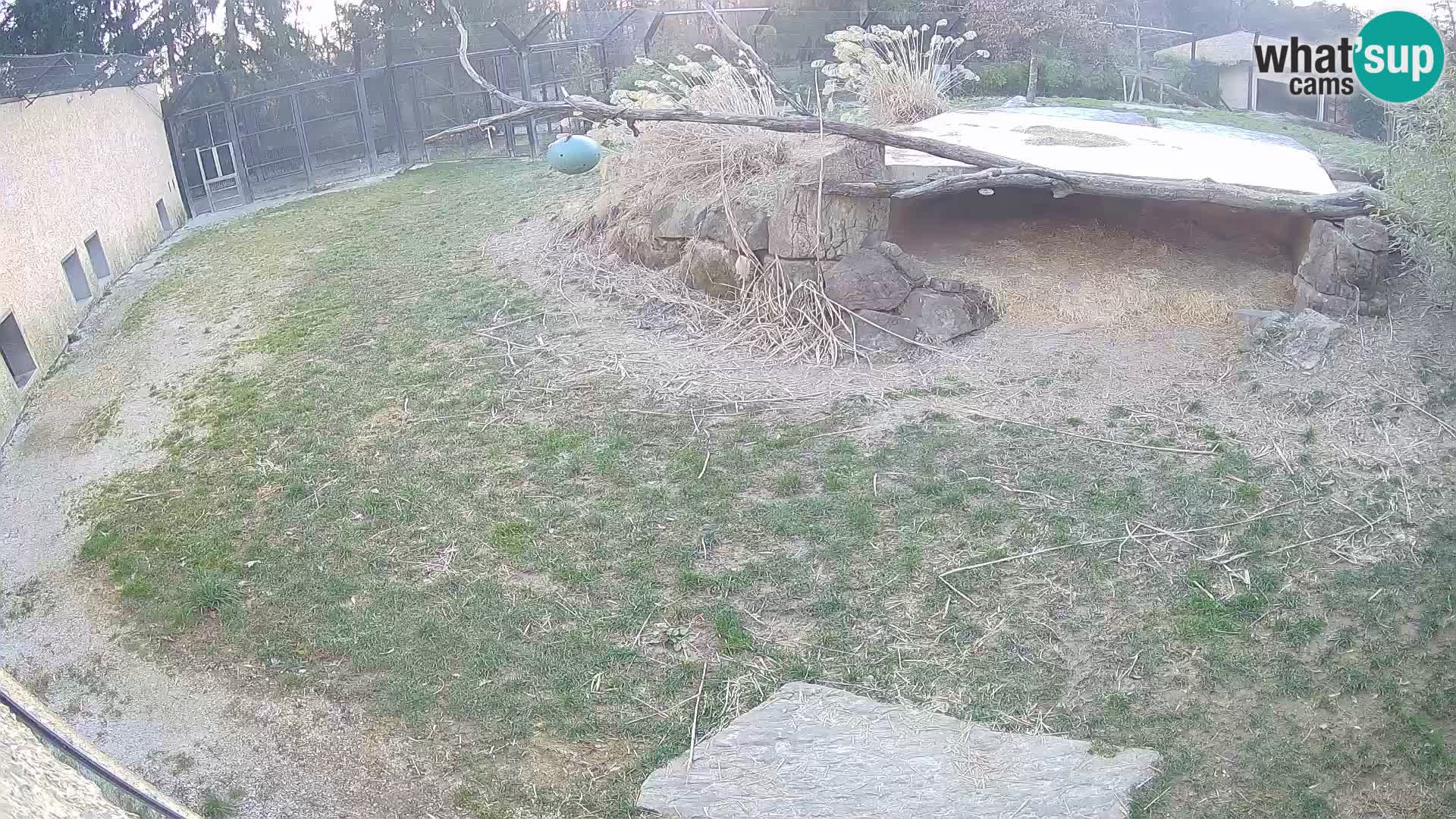 LION webcam en direct du zoo de Ljubljana – Slovénie