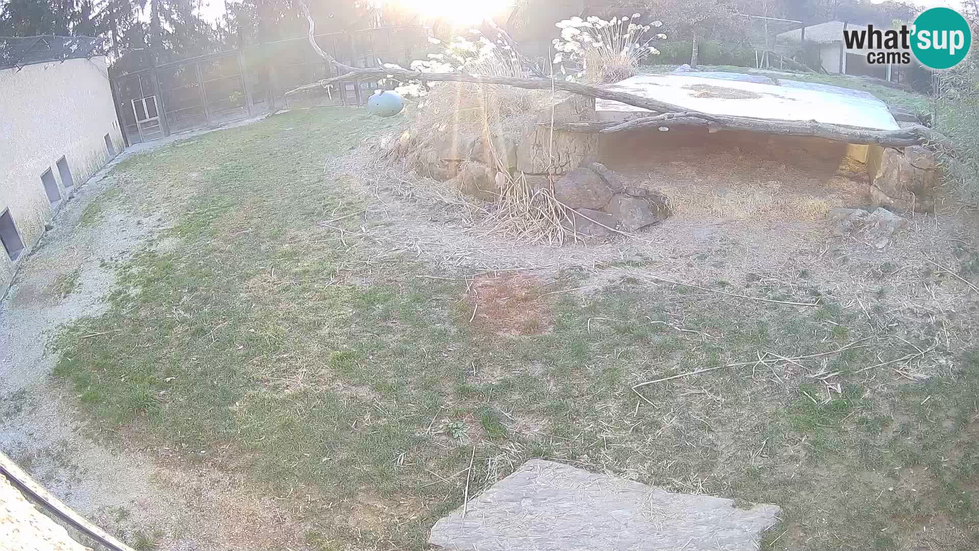 LION webcam en direct du zoo de Ljubljana – Slovénie