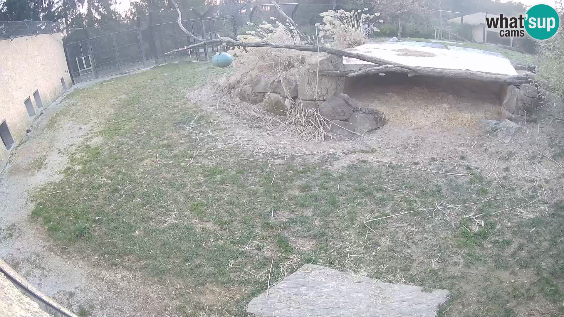 LEON Webcam en vivo en Ljubljana Zoo – Eslovenia