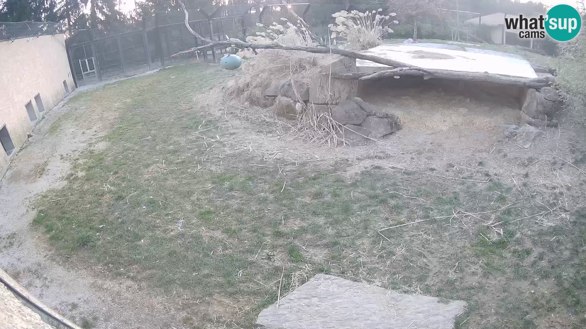 LION live Webcam in Ljubljana Zoo – Slovenia