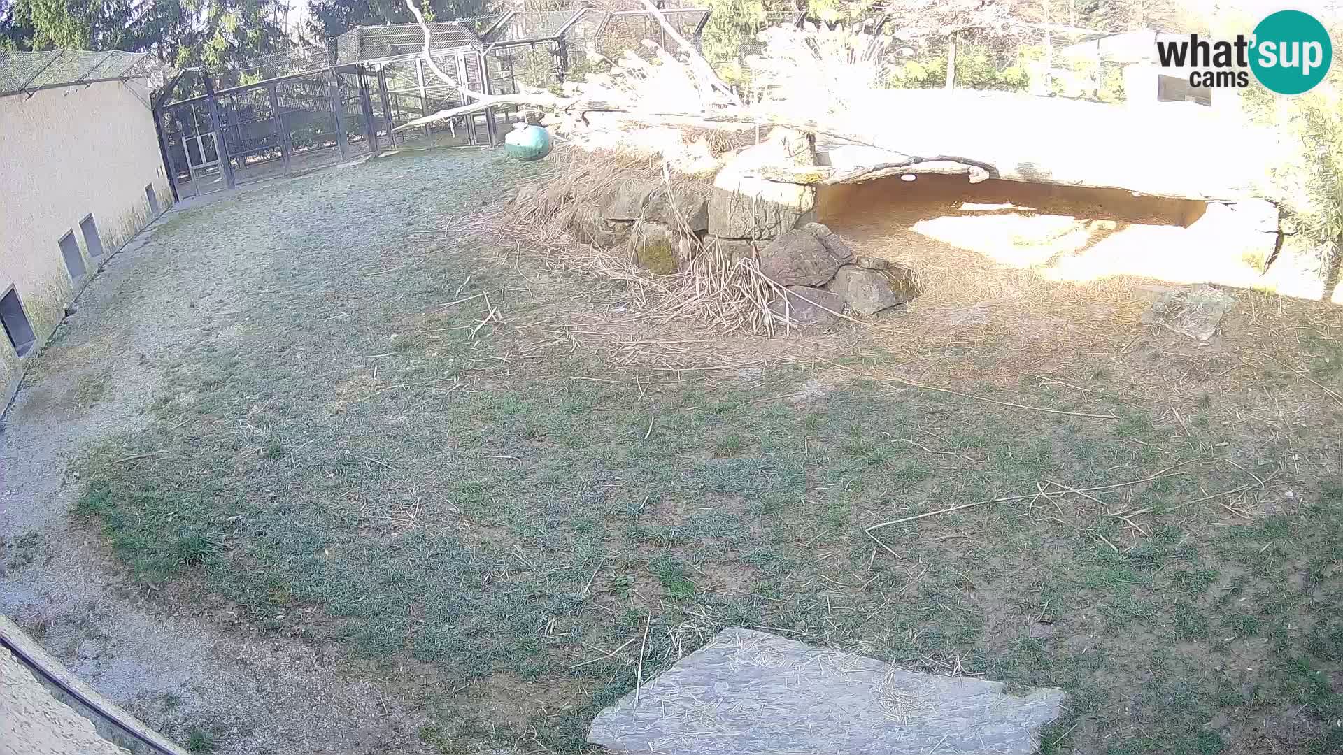 LION webcam en direct du zoo de Ljubljana – Slovénie