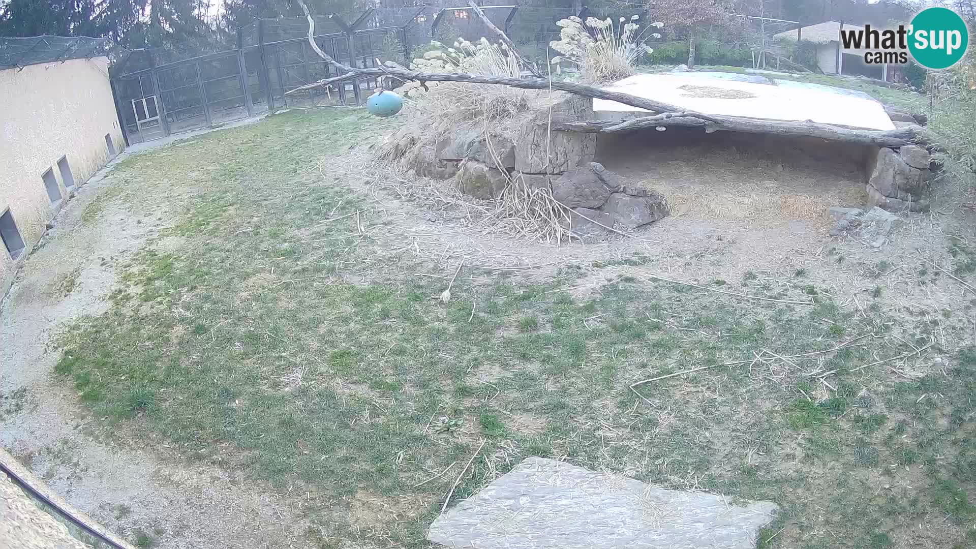 LEONE live Webcam nello zoo di Lubiana – Slovenia