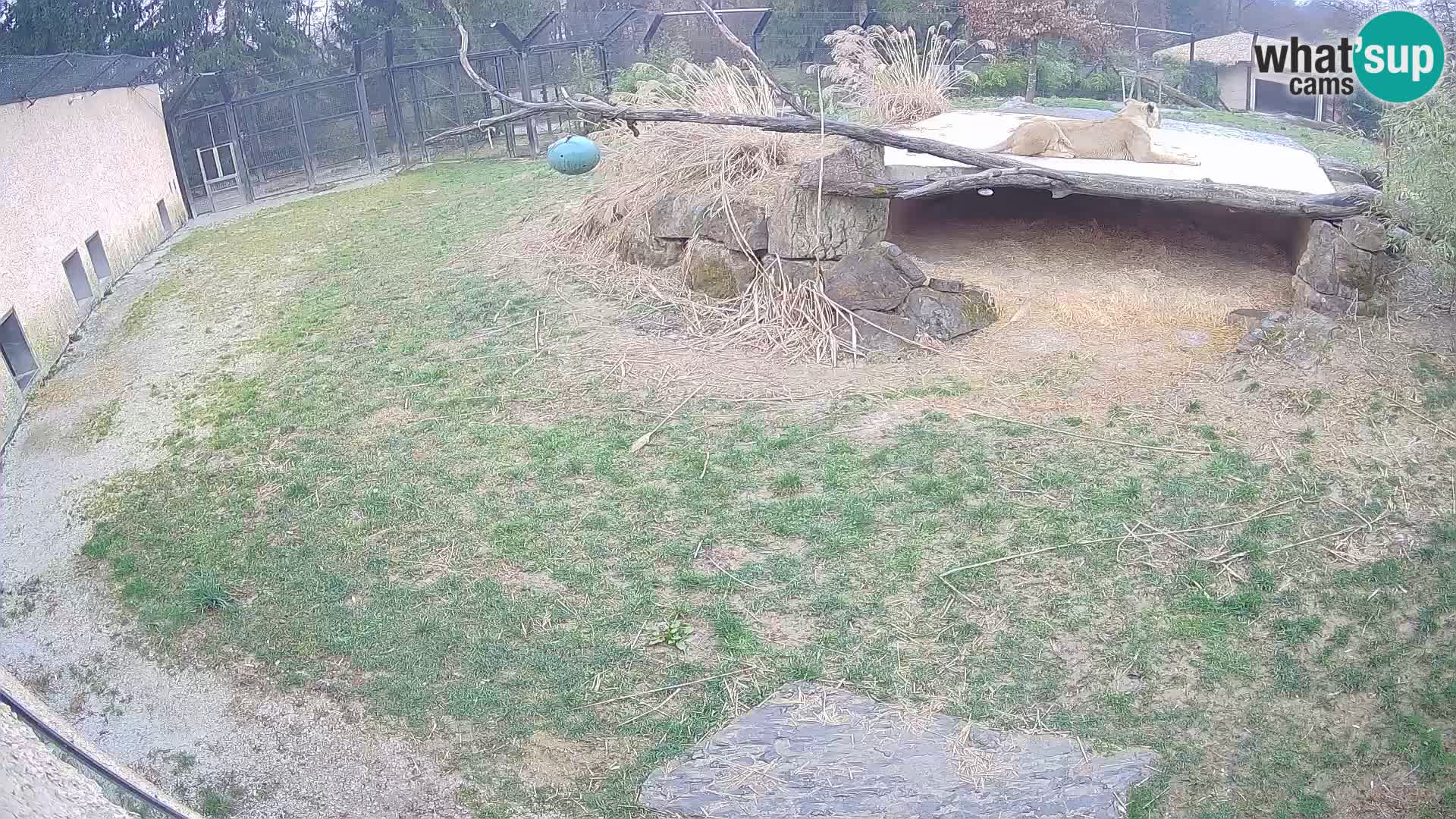 LION live Webcam in Ljubljana Zoo – Slovenia