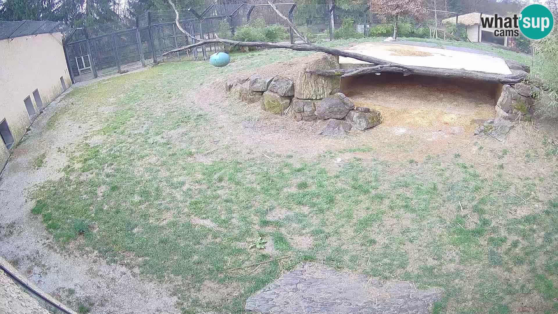 LION webcam en direct du zoo de Ljubljana – Slovénie