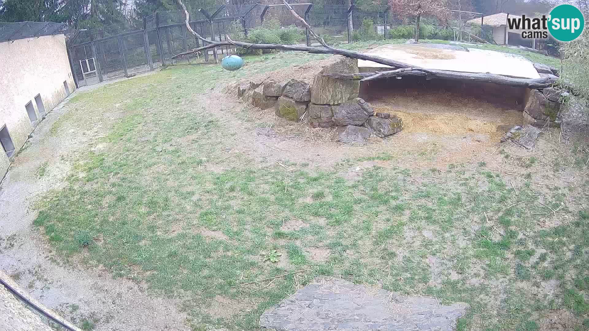 Löwe live Webcam im Zoo von Ljubljana – Slowenien