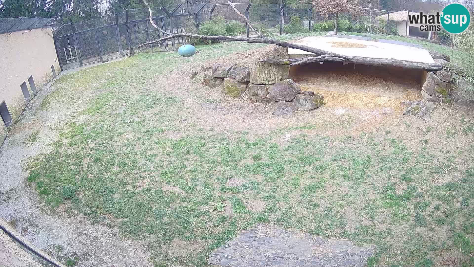 LION webcam en direct du zoo de Ljubljana – Slovénie