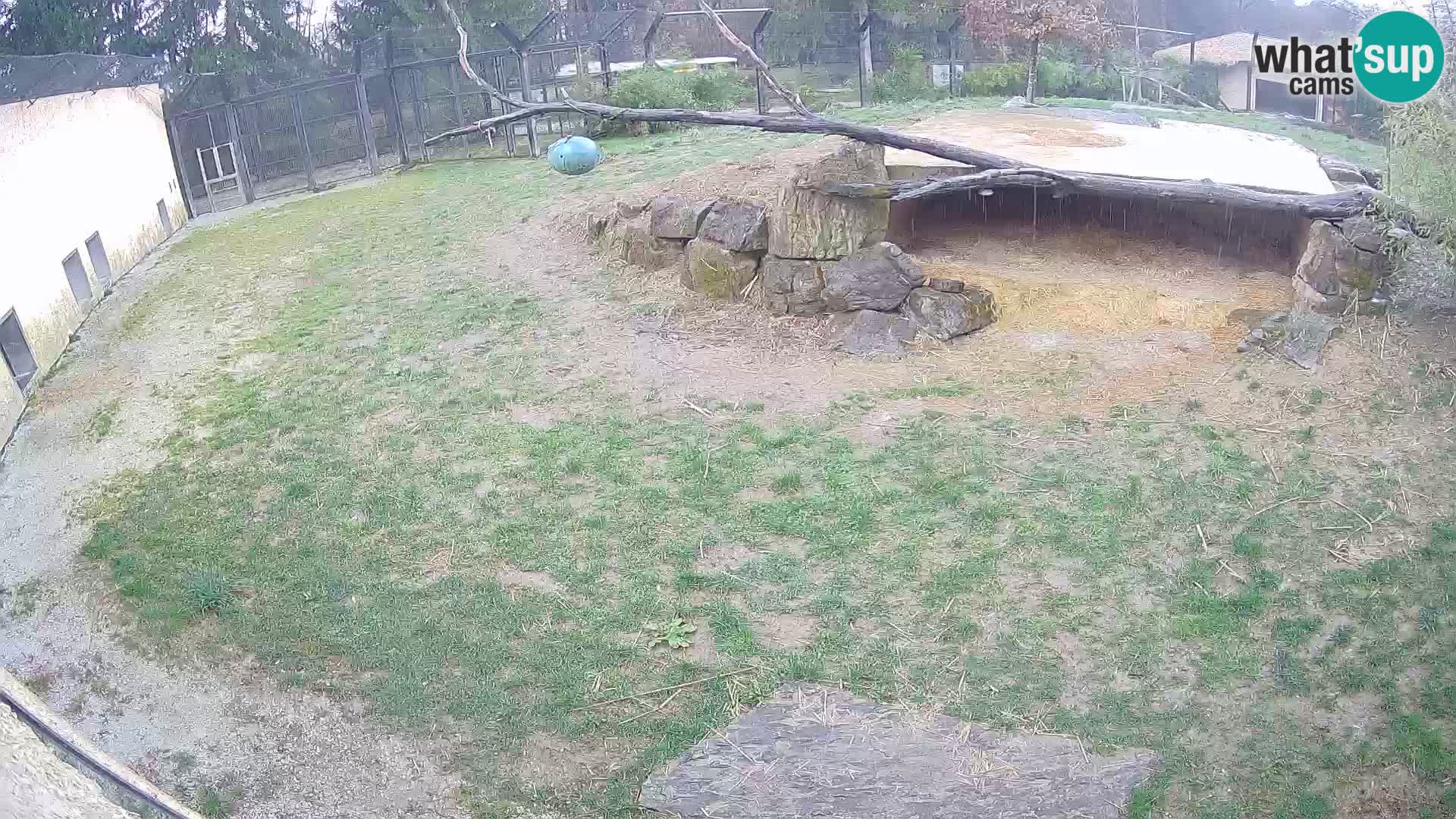 LEONE live Webcam nello zoo di Lubiana – Slovenia