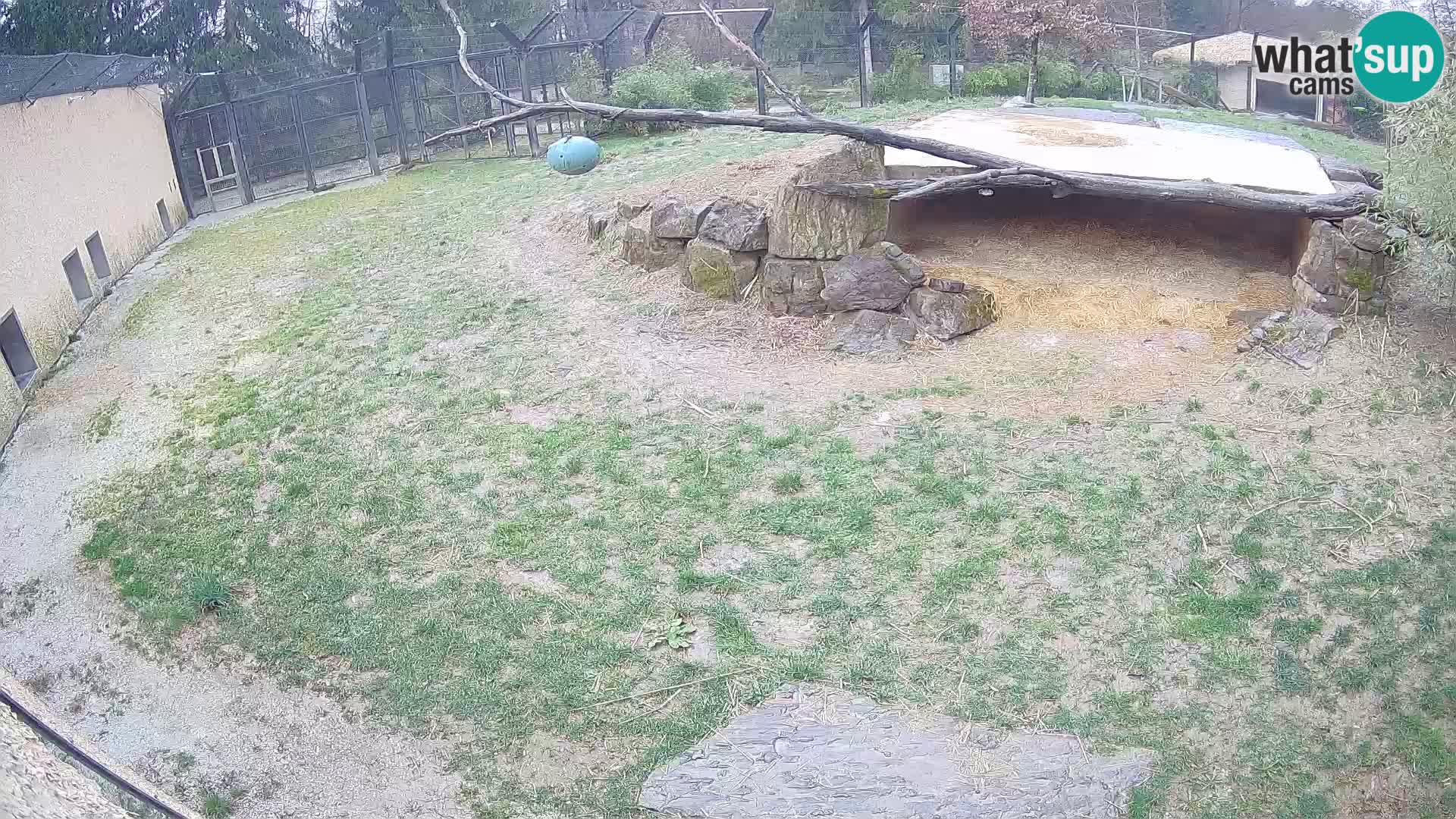 LEONE live Webcam nello zoo di Lubiana – Slovenia