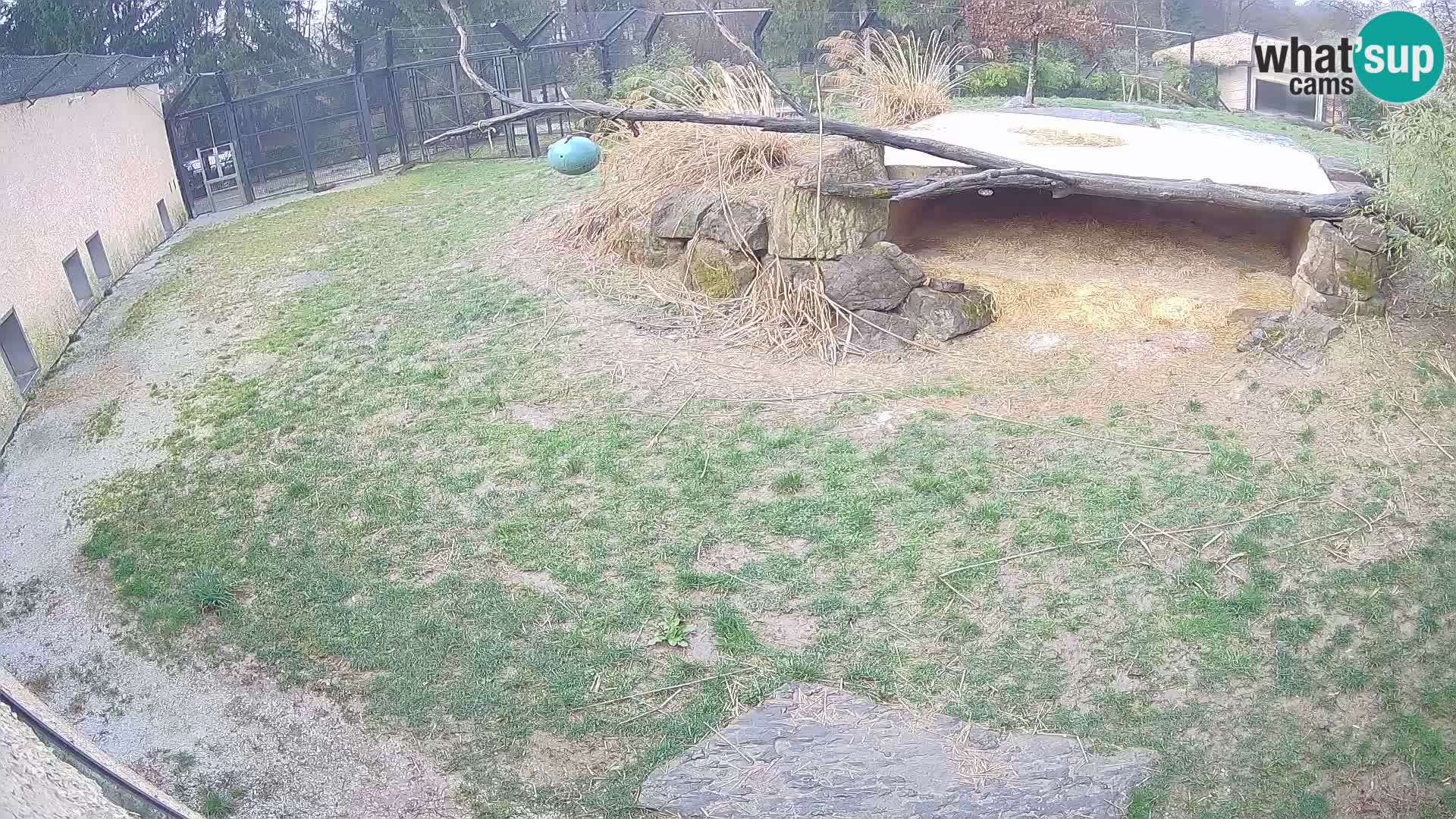 LION live Webcam in Ljubljana Zoo – Slovenia