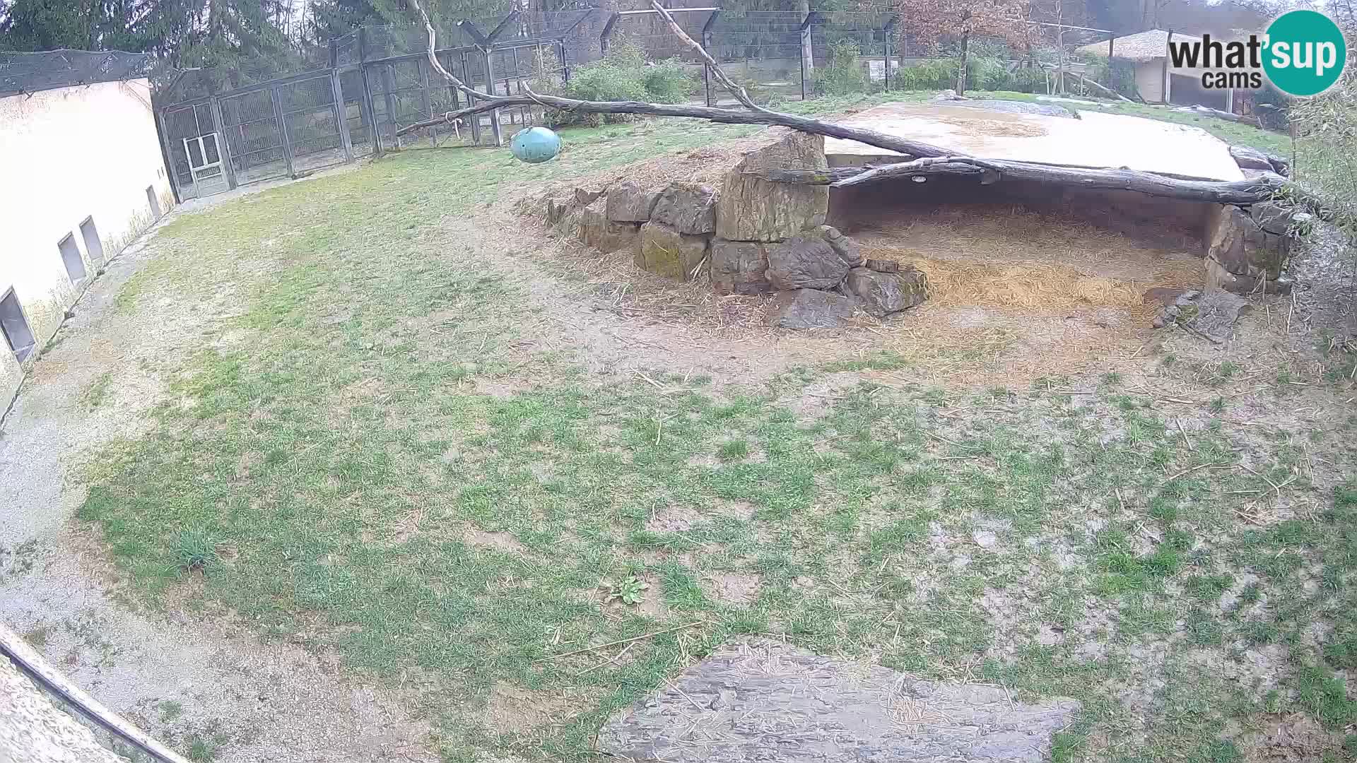 LEONE live Webcam nello zoo di Lubiana – Slovenia