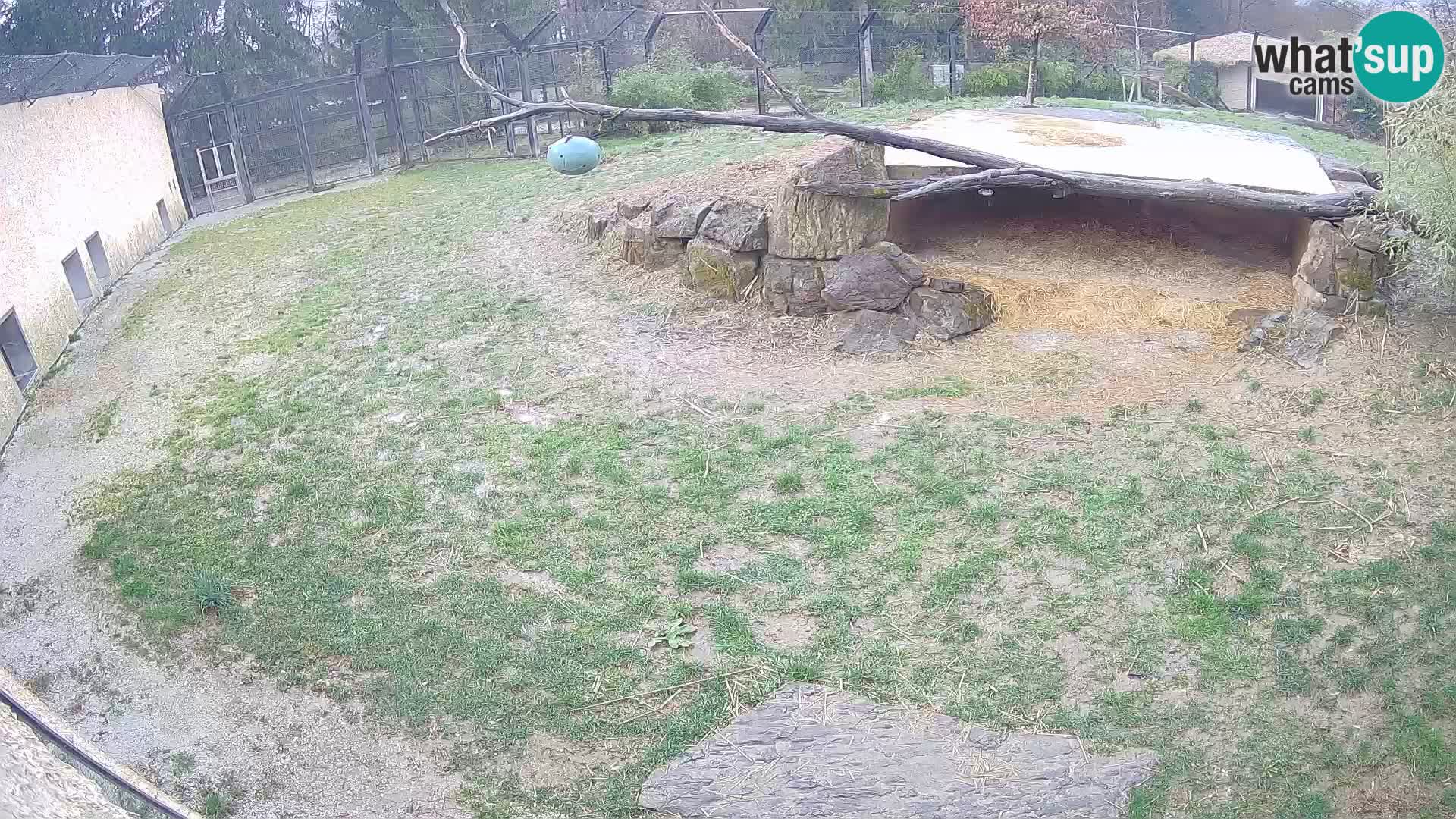 LION webcam en direct du zoo de Ljubljana – Slovénie