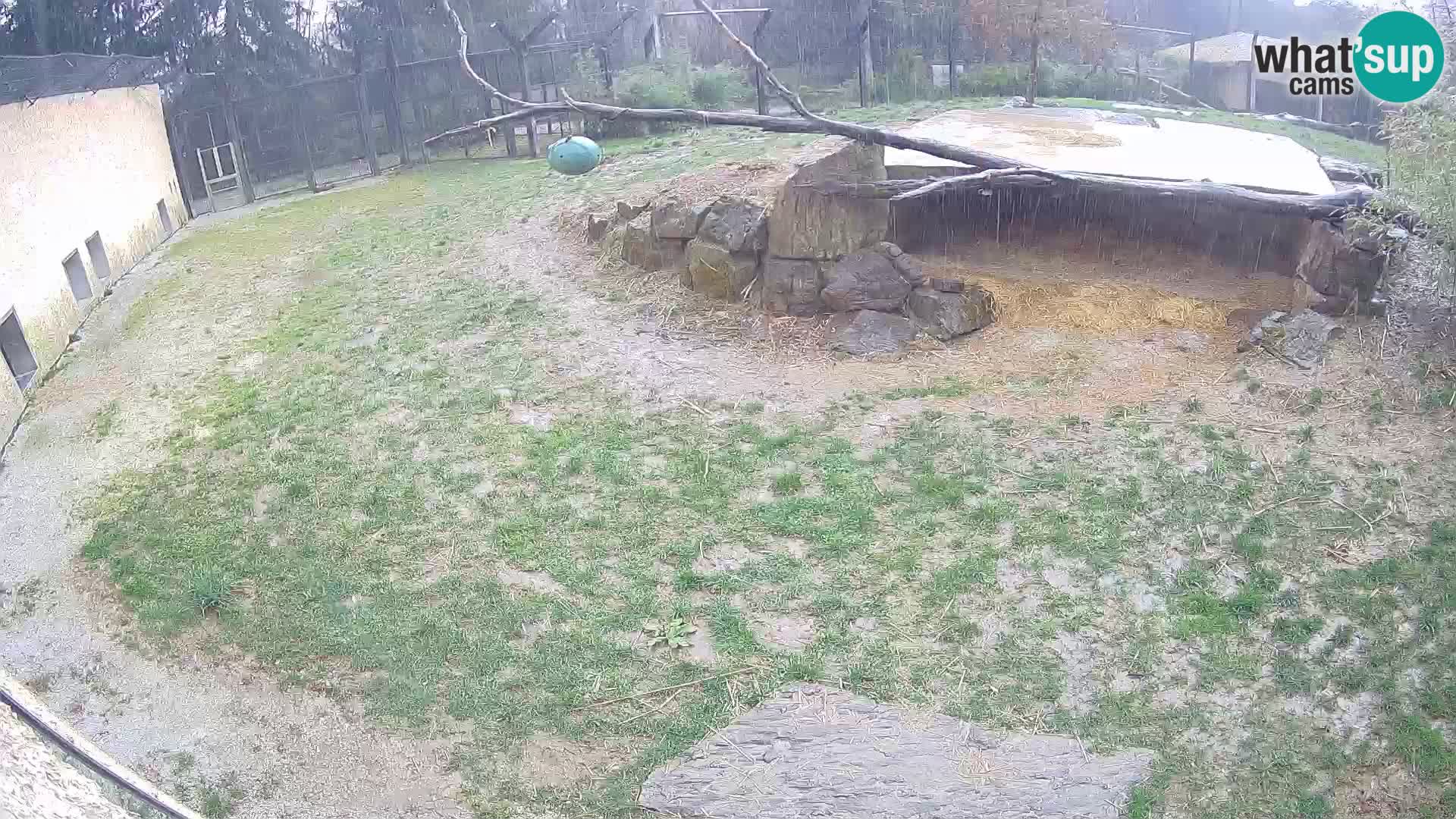 LEONE live Webcam nello zoo di Lubiana – Slovenia