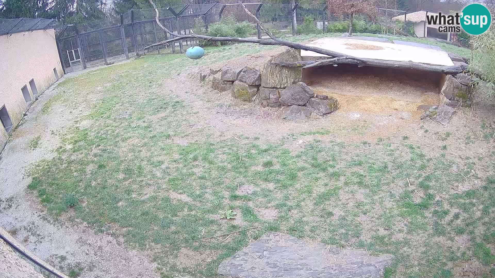 LEON Webcam en vivo en Ljubljana Zoo – Eslovenia