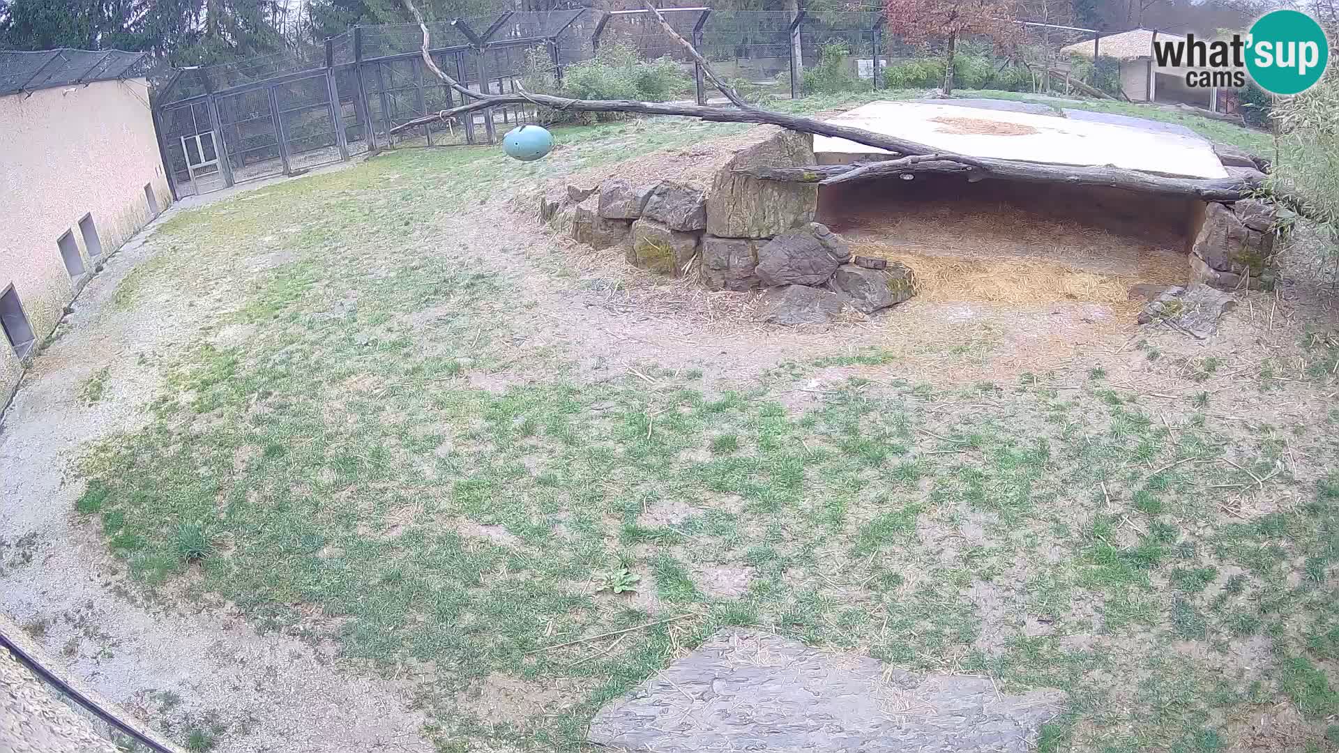 LEONE live Webcam nello zoo di Lubiana – Slovenia