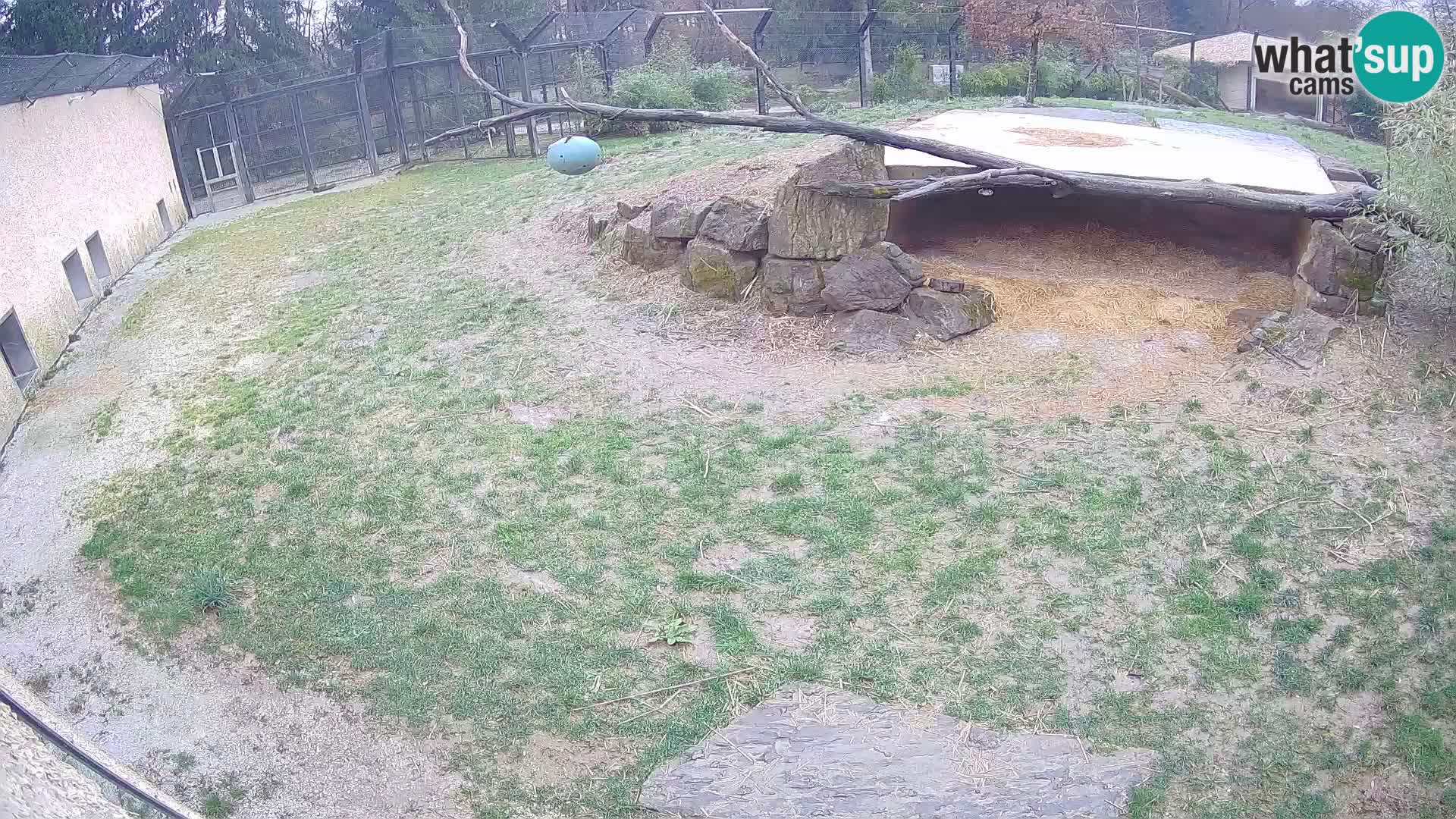 LEONE live Webcam nello zoo di Lubiana – Slovenia