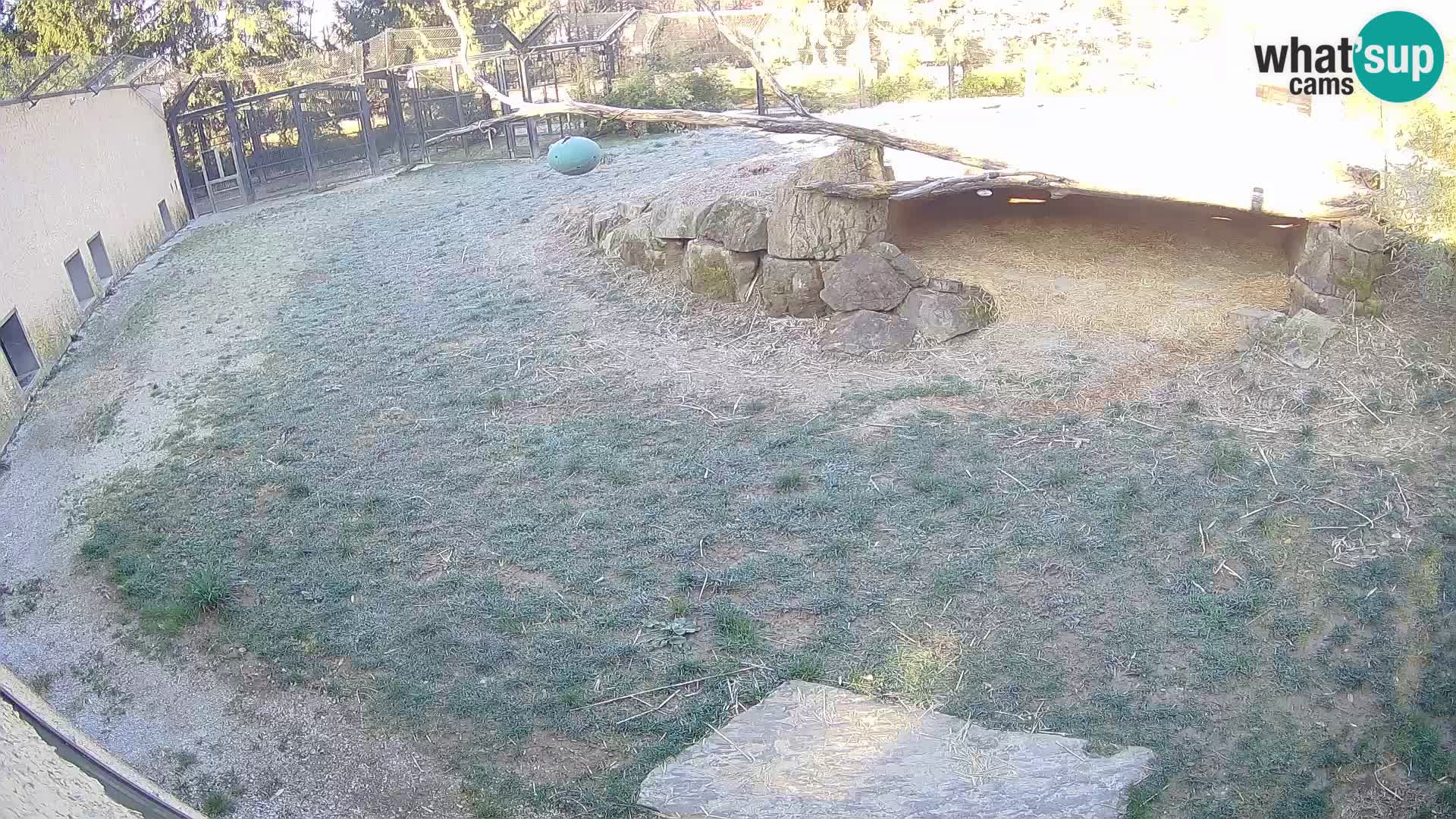 Löwe live Webcam im Zoo von Ljubljana – Slowenien