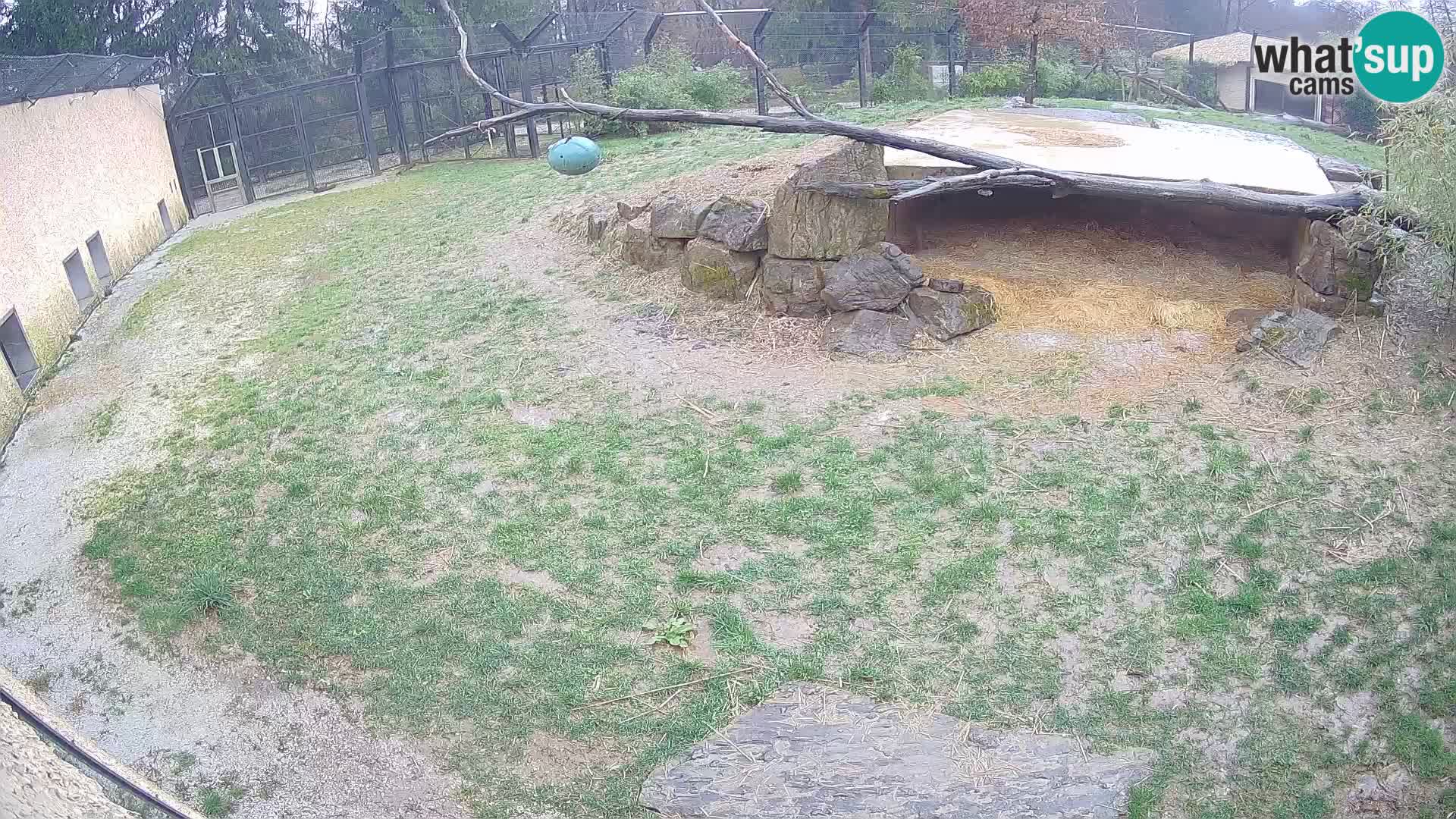 LION live Webcam in Ljubljana Zoo – Slovenia