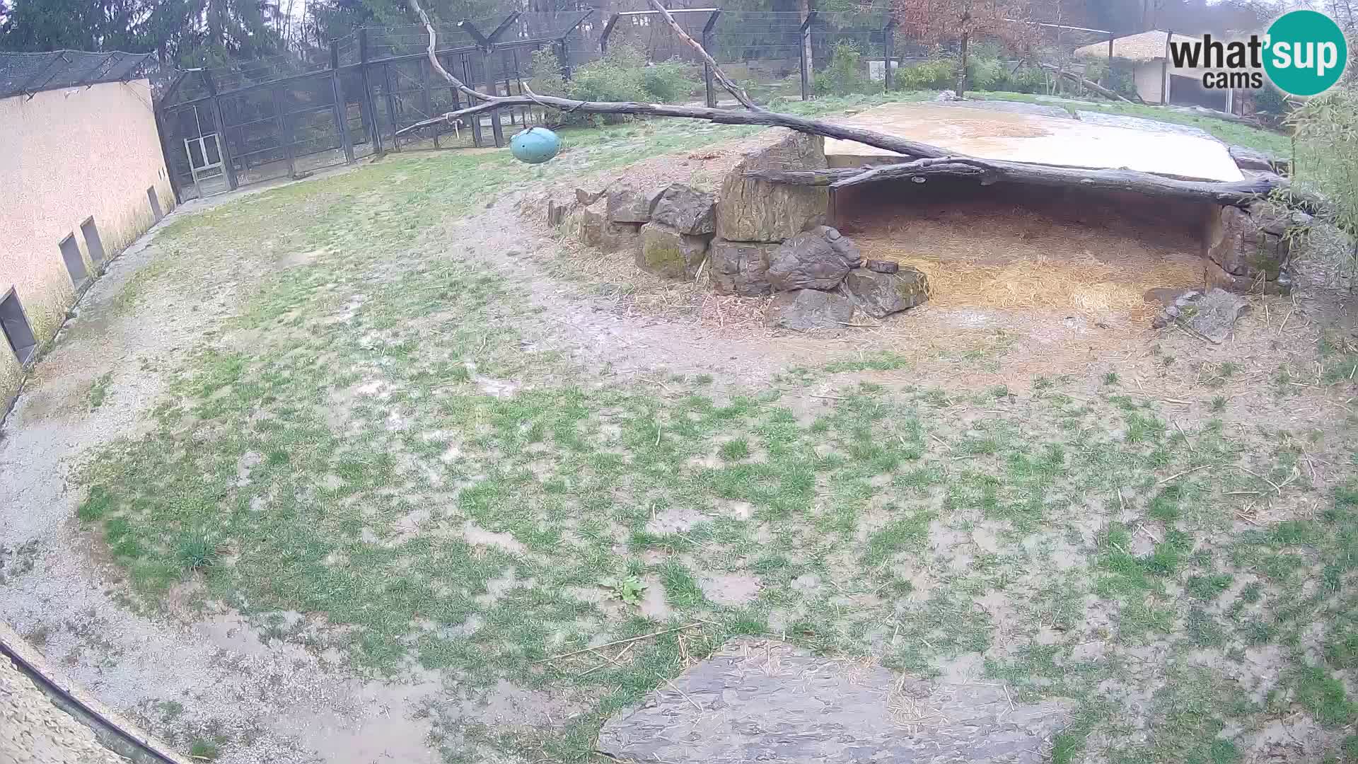 LEONE live Webcam nello zoo di Lubiana – Slovenia