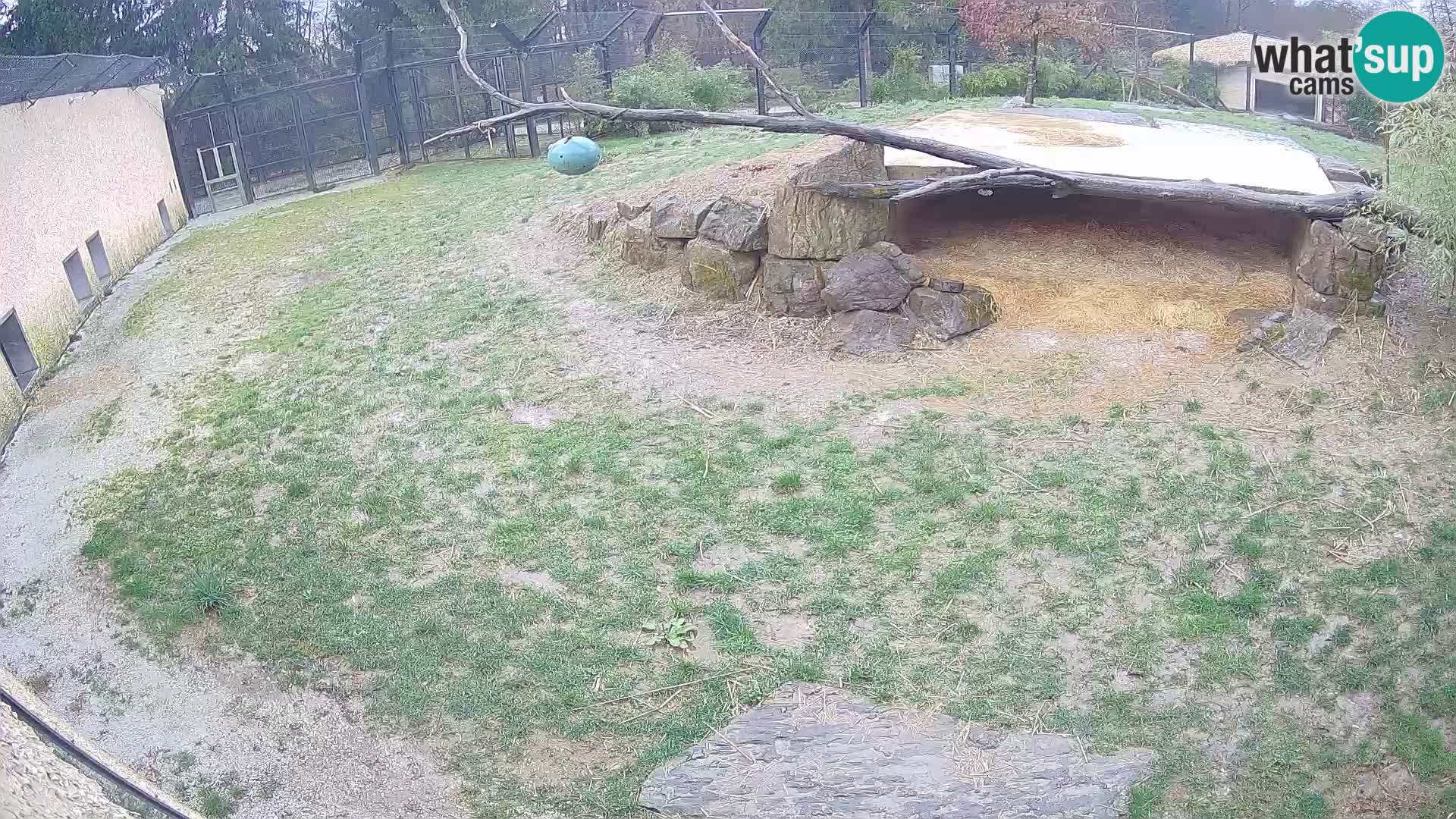 LION webcam en direct du zoo de Ljubljana – Slovénie